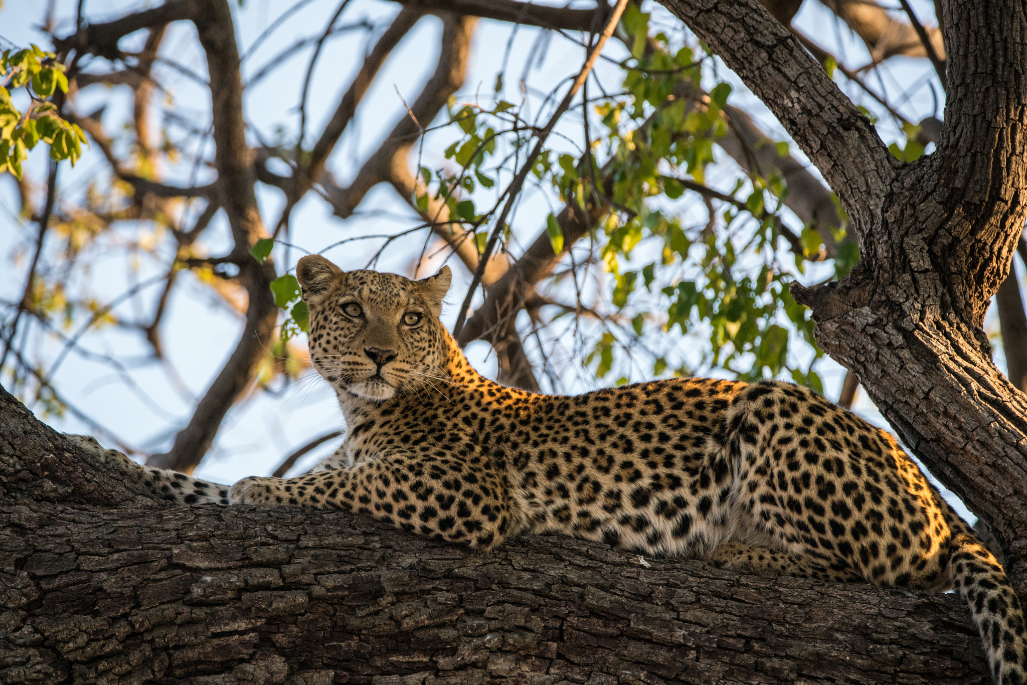 Tamron SP 150-600mm F5-6.3 Di VC USD sample photo. Photographer photography