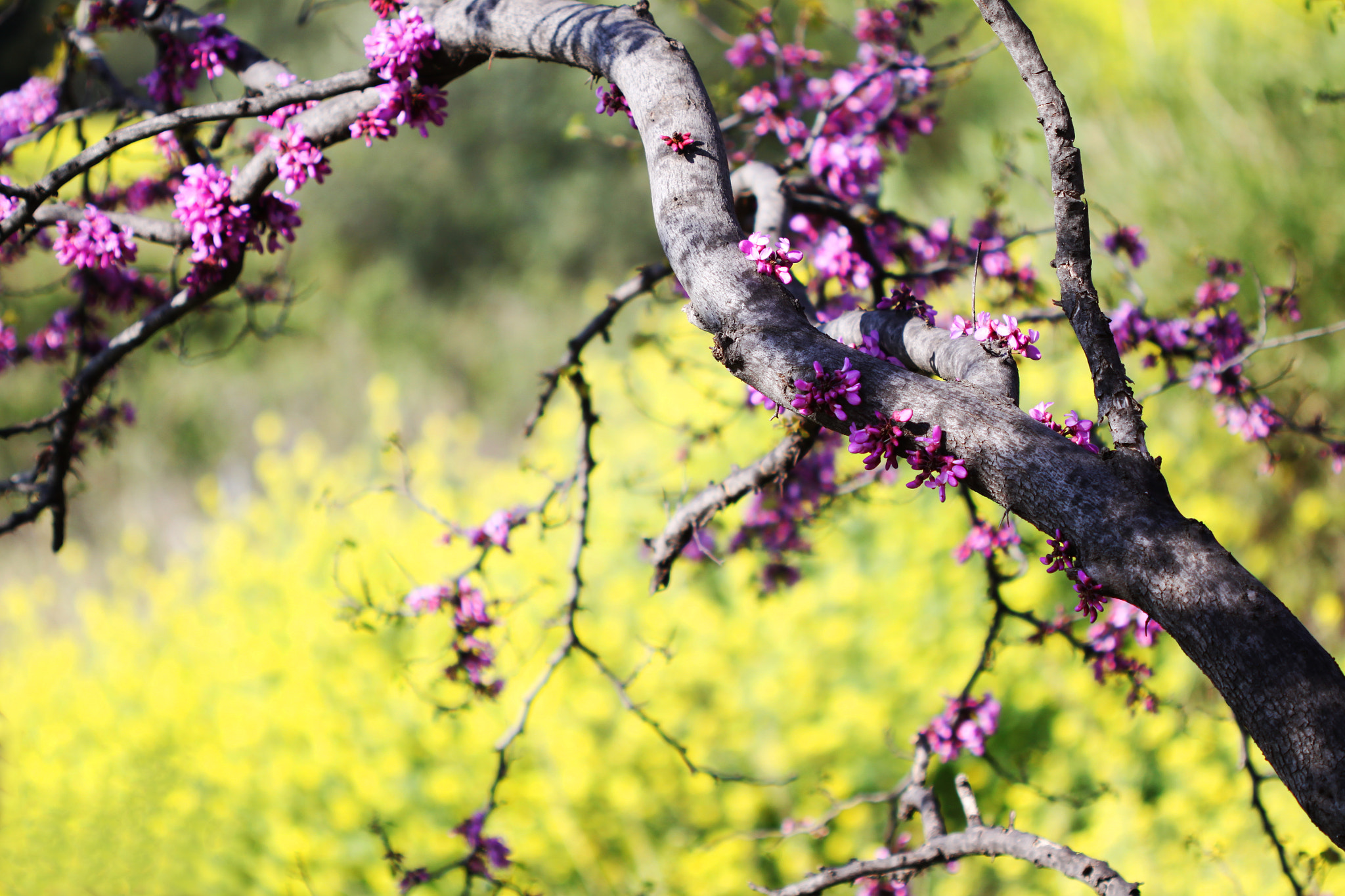 Canon EF 100mm F2.8 Macro USM sample photo. Color explosion photography