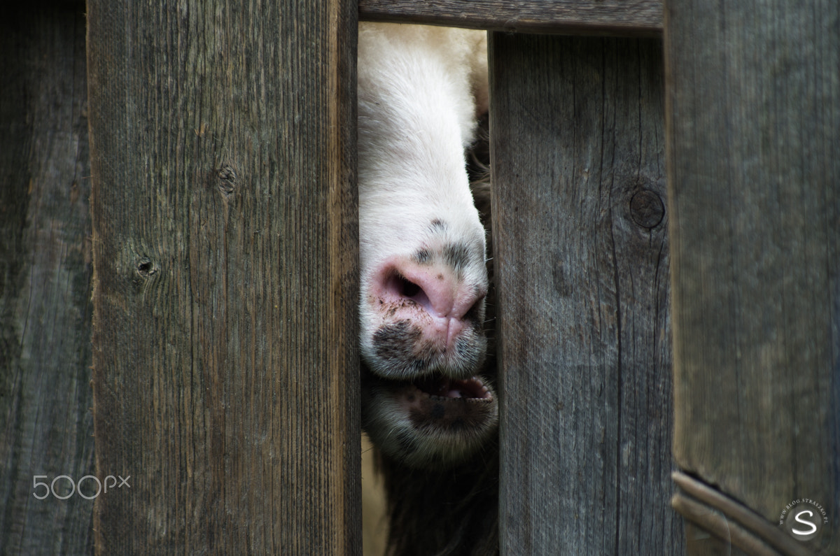 Pentax smc DA* 50-135mm F2.8 ED (IF) SDM sample photo. The sheep photography