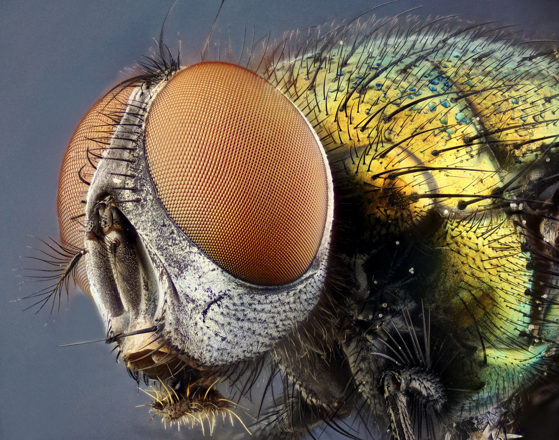 90mm F2.8 sample photo. Return of the fly photography