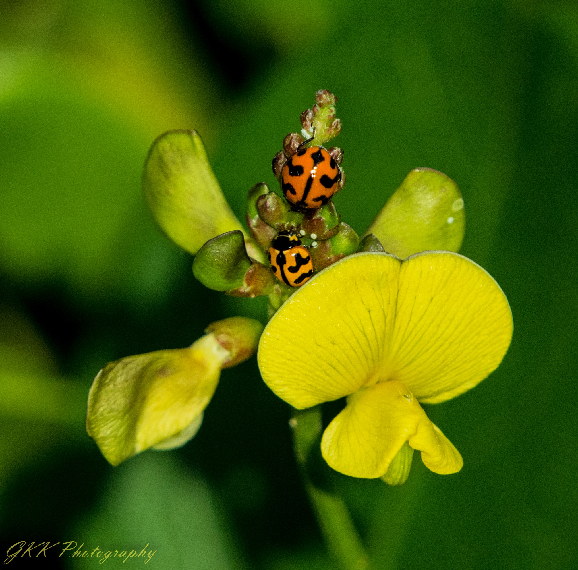 Nikon AF-S Nikkor 200-500mm F5.6E ED VR sample photo. Two ladybugs share a flower photography