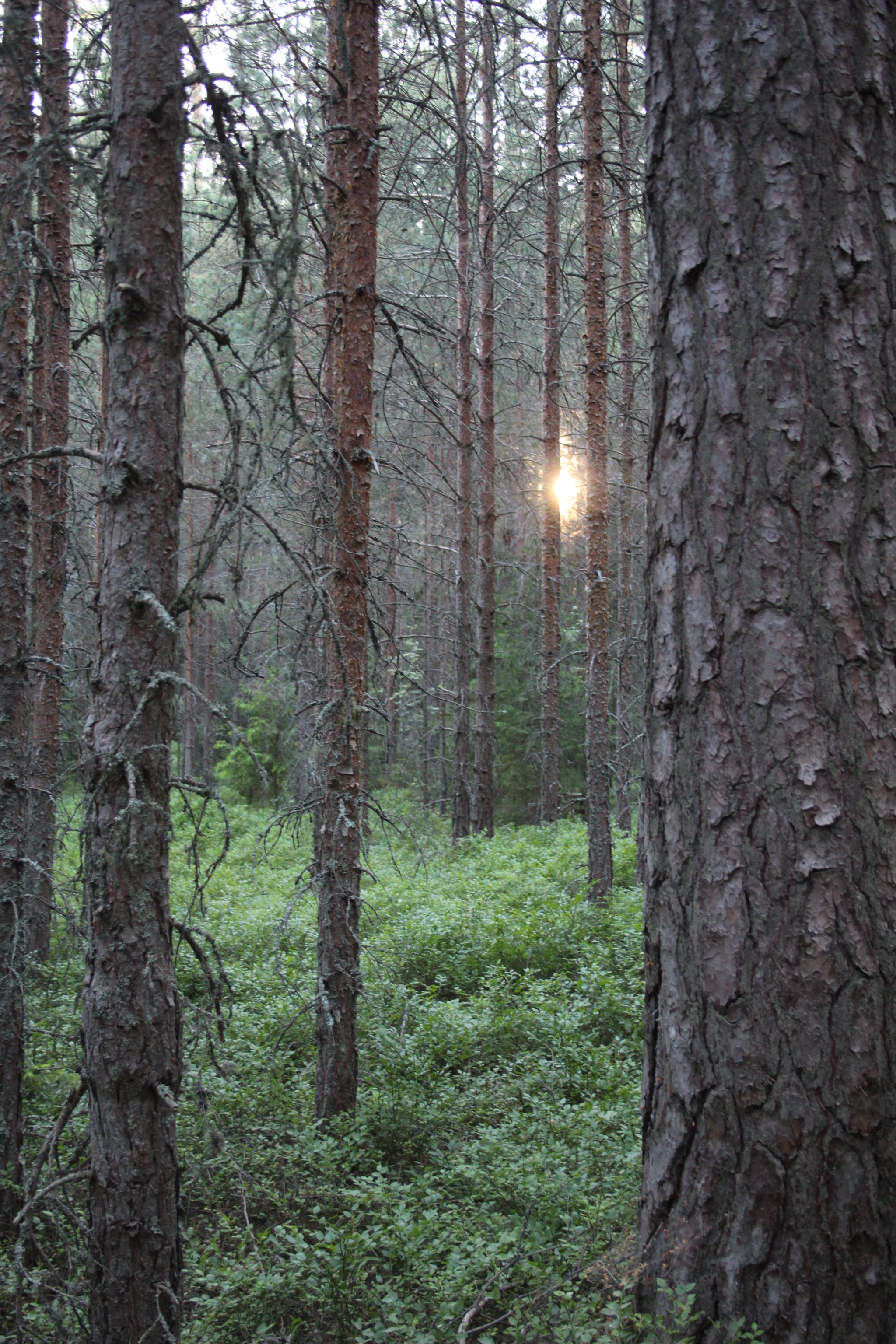 Canon EF-S 18-55mm F3.5-5.6 II sample photo. Sweden photography
