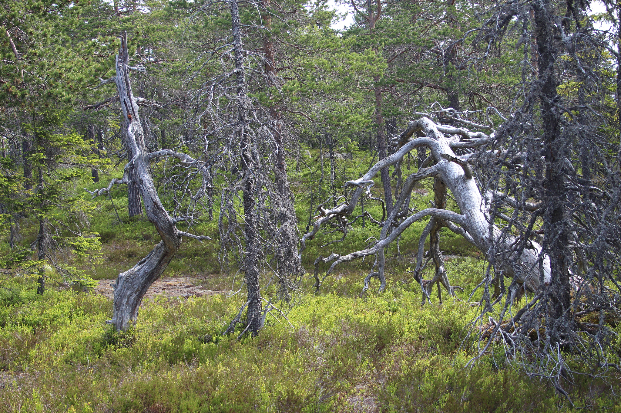 Canon EF-S 18-55mm F3.5-5.6 II sample photo. Sweden photography