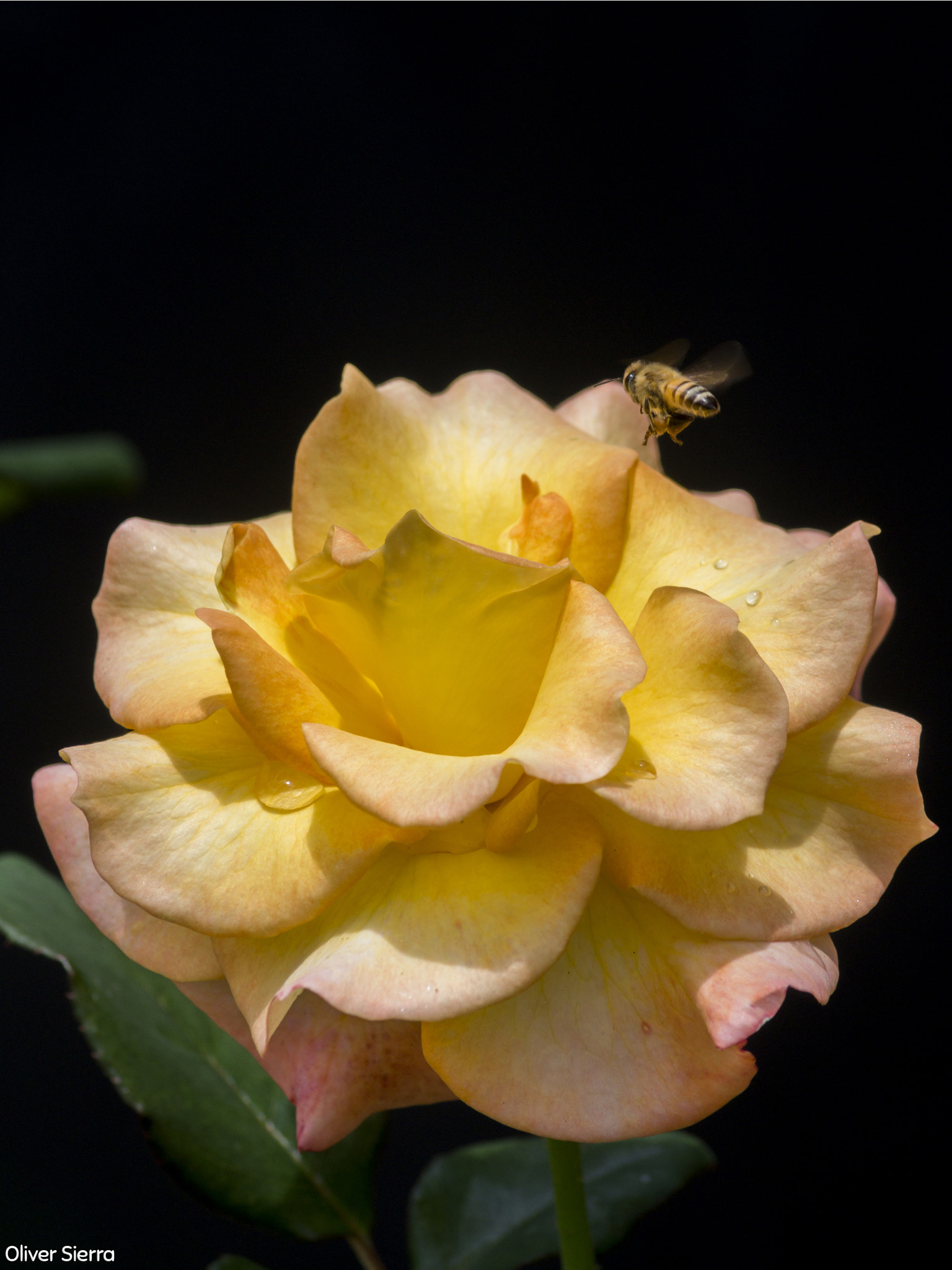 Sony DT 55-200mm F4-5.6 SAM sample photo. Abejas photography