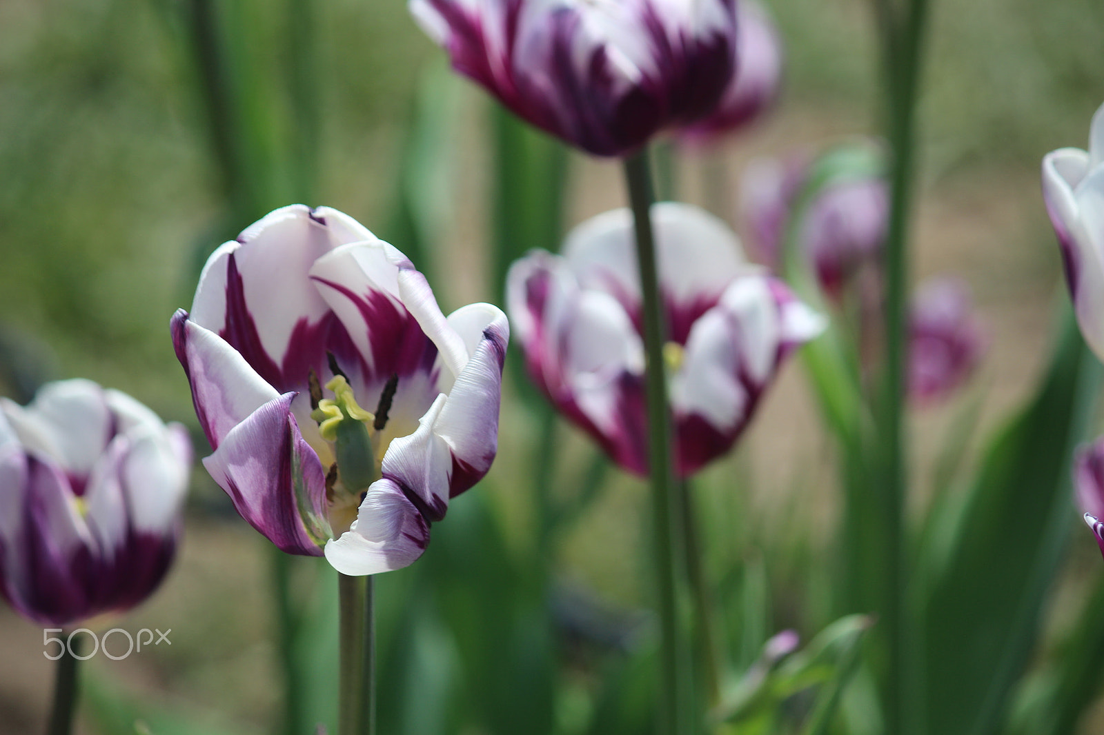 Canon EF-S 55-250mm F4-5.6 IS sample photo. Pretty flowers photography