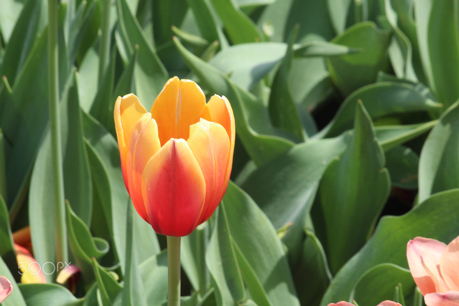 Canon EF-S 55-250mm F4-5.6 IS sample photo. The flower photography