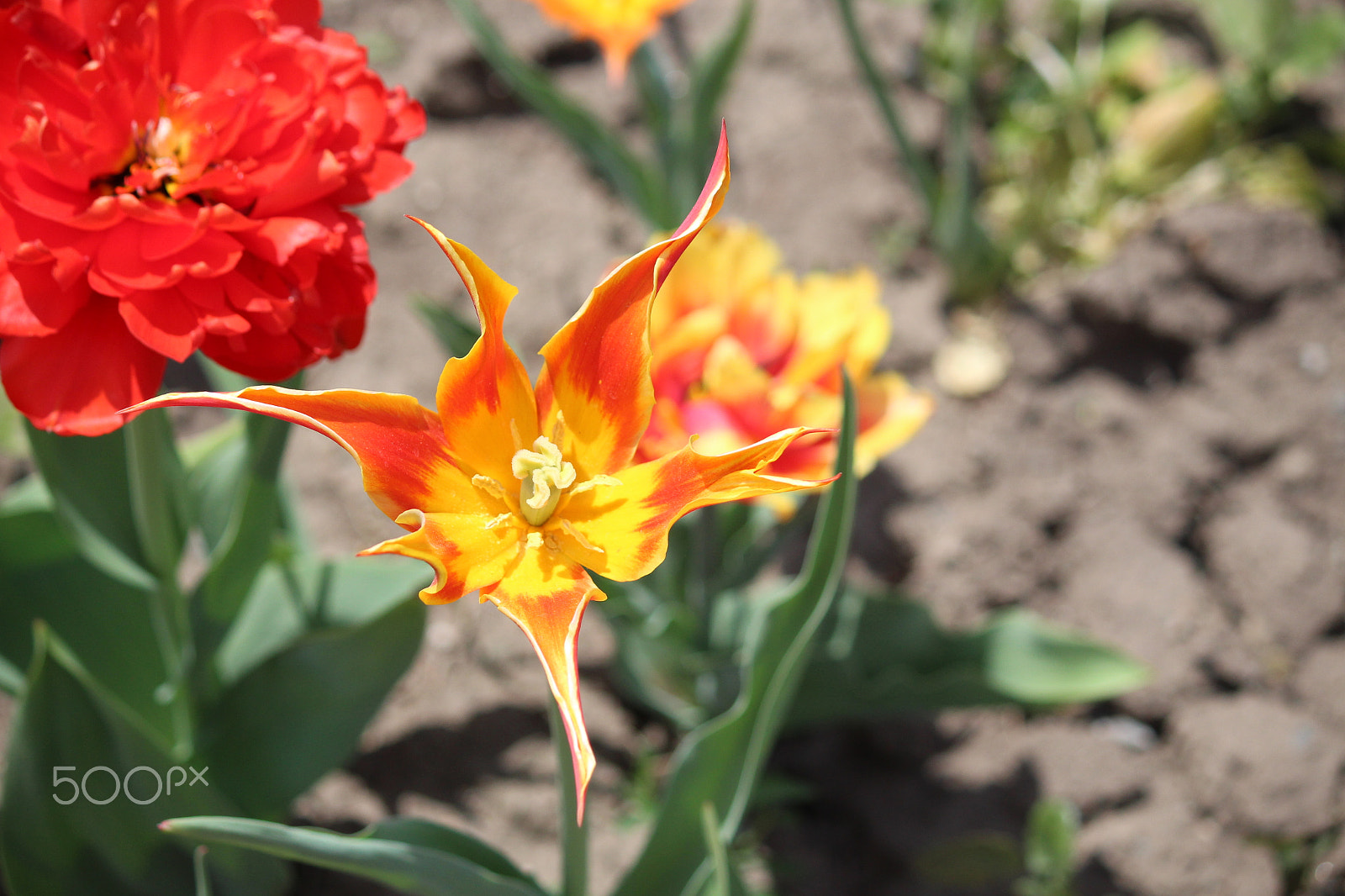 Canon EF-S 55-250mm F4-5.6 IS sample photo. Pretty flowers photography