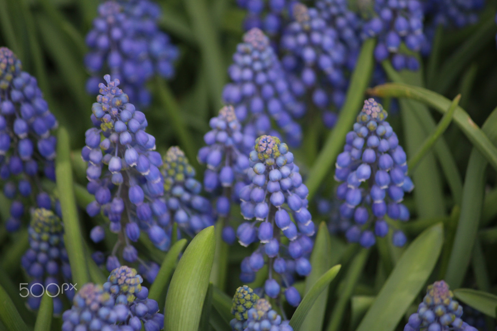 Canon EF-S 55-250mm F4-5.6 IS sample photo. Pretty flowers photography