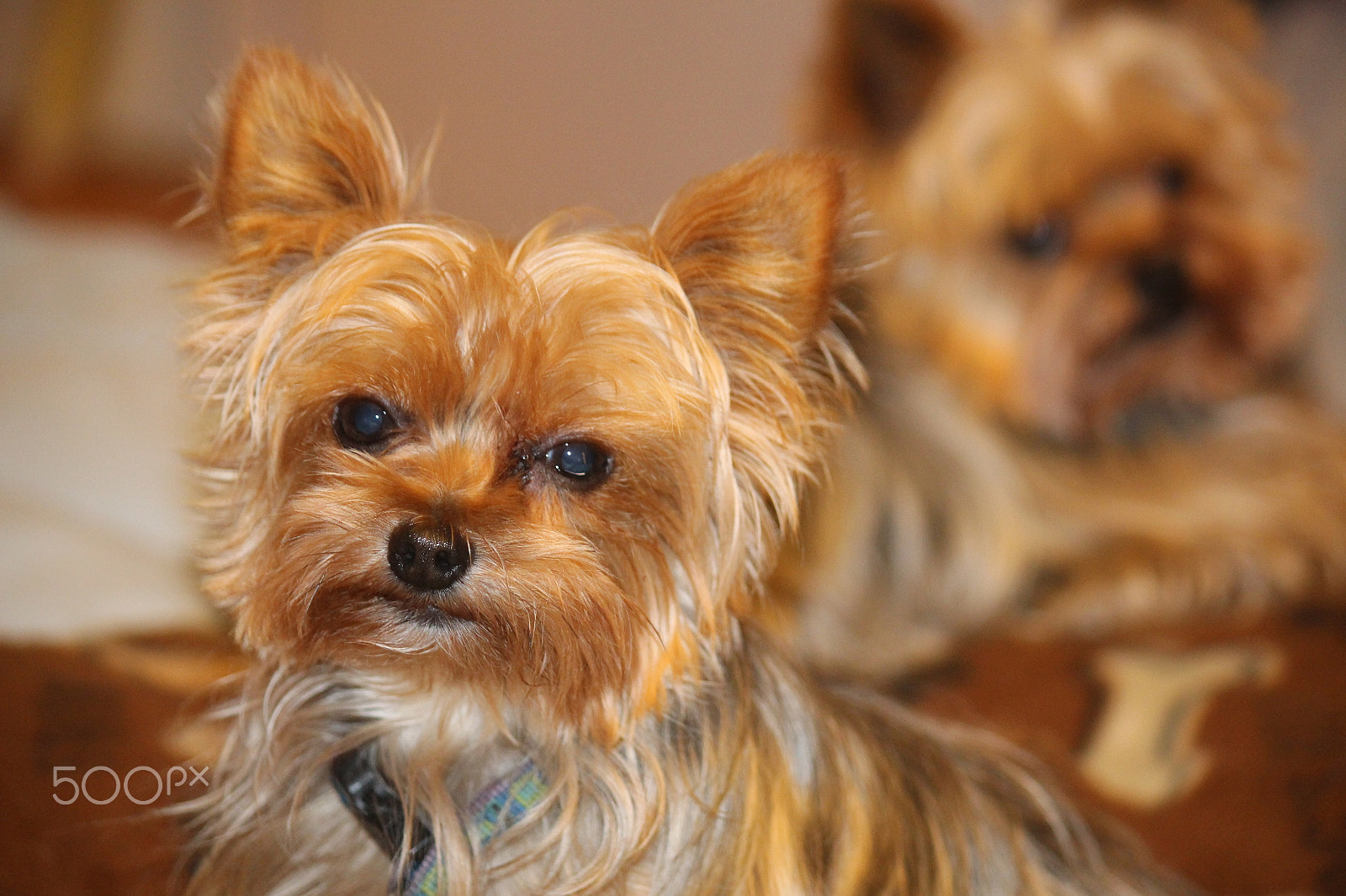 Canon EF-S 55-250mm F4-5.6 IS sample photo. Yorkshire terriers photography