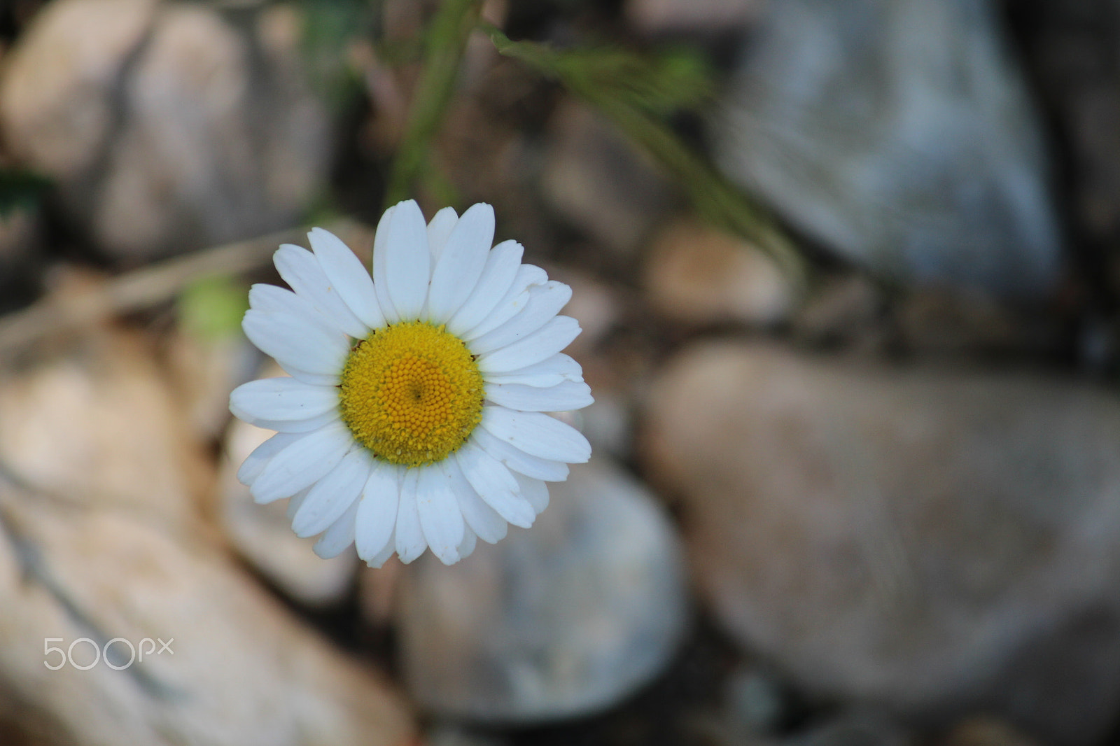Canon EF-S 55-250mm F4-5.6 IS sample photo. The flower photography