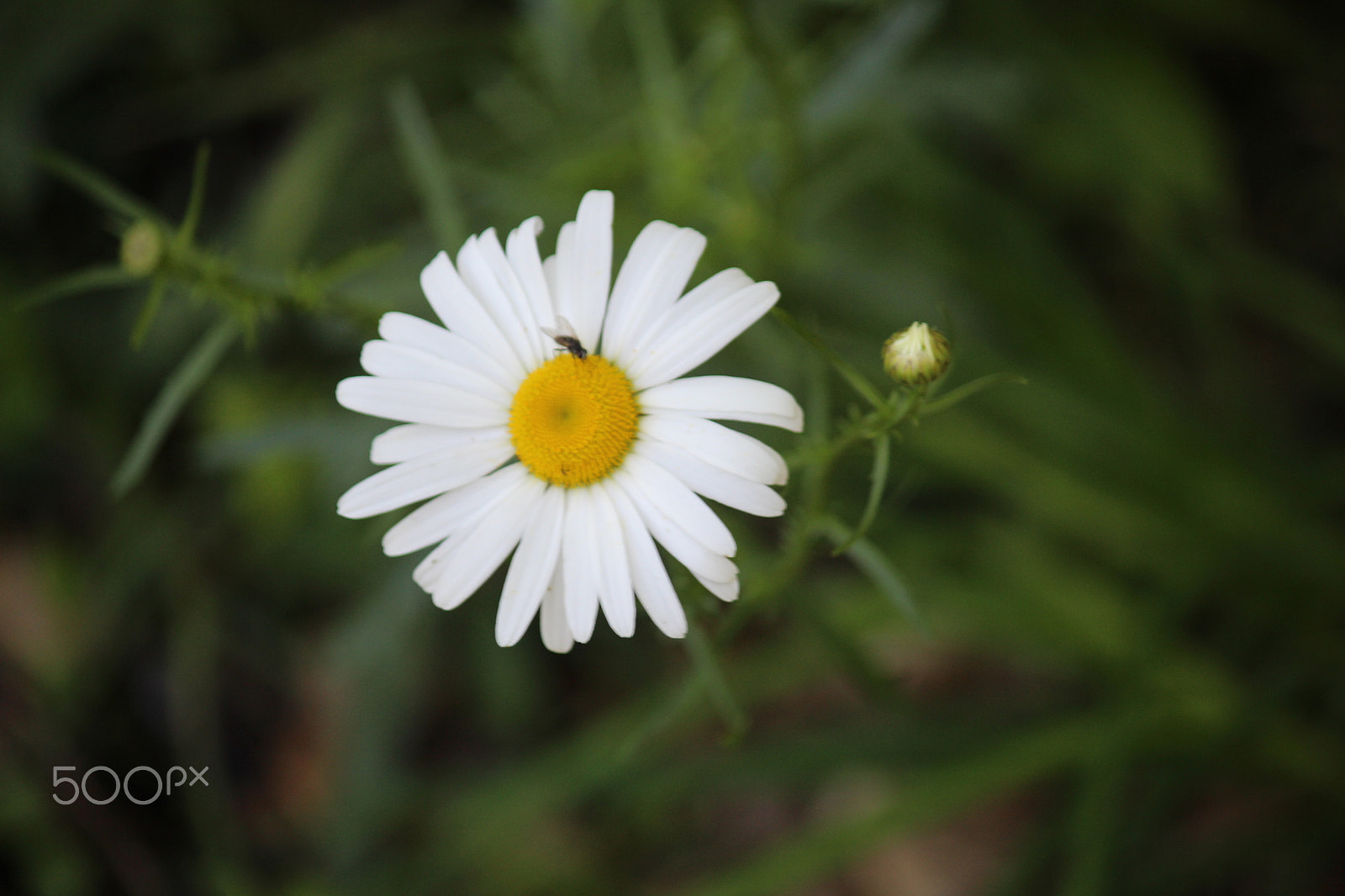 Canon EF-S 55-250mm F4-5.6 IS sample photo. The flower photography