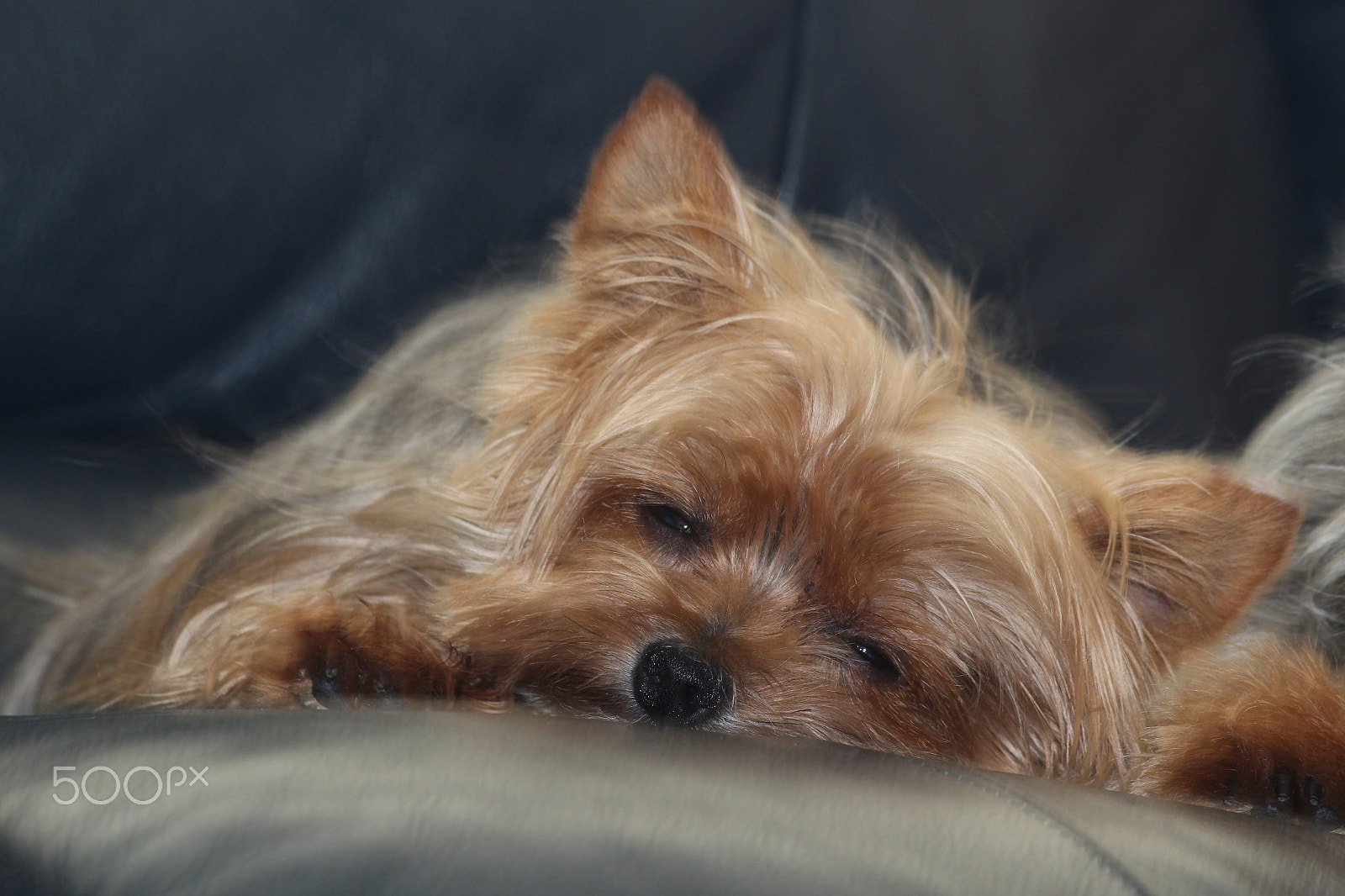 Canon EF-S 55-250mm F4-5.6 IS sample photo. Yorkshire terriers photography