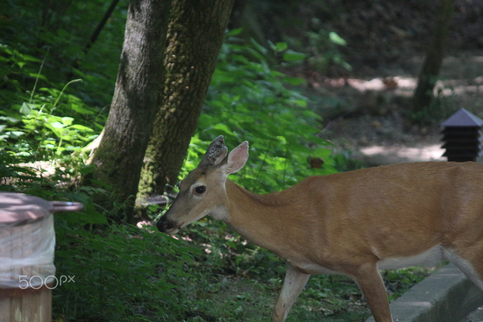 Canon EF-S 55-250mm F4-5.6 IS sample photo. Oh deer photography