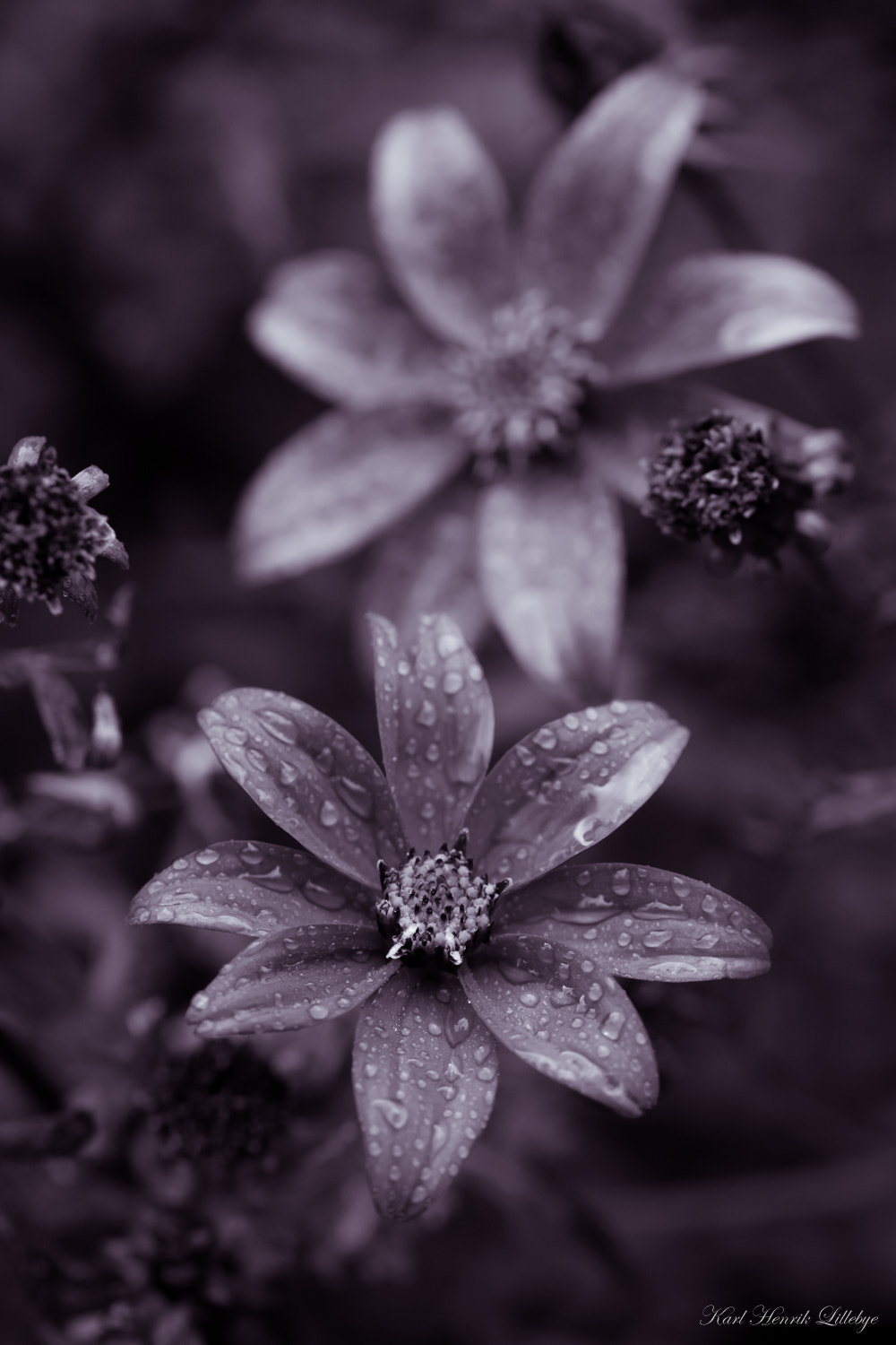 Sigma 105mm F2.8 EX DG OS HSM sample photo. Flower photography