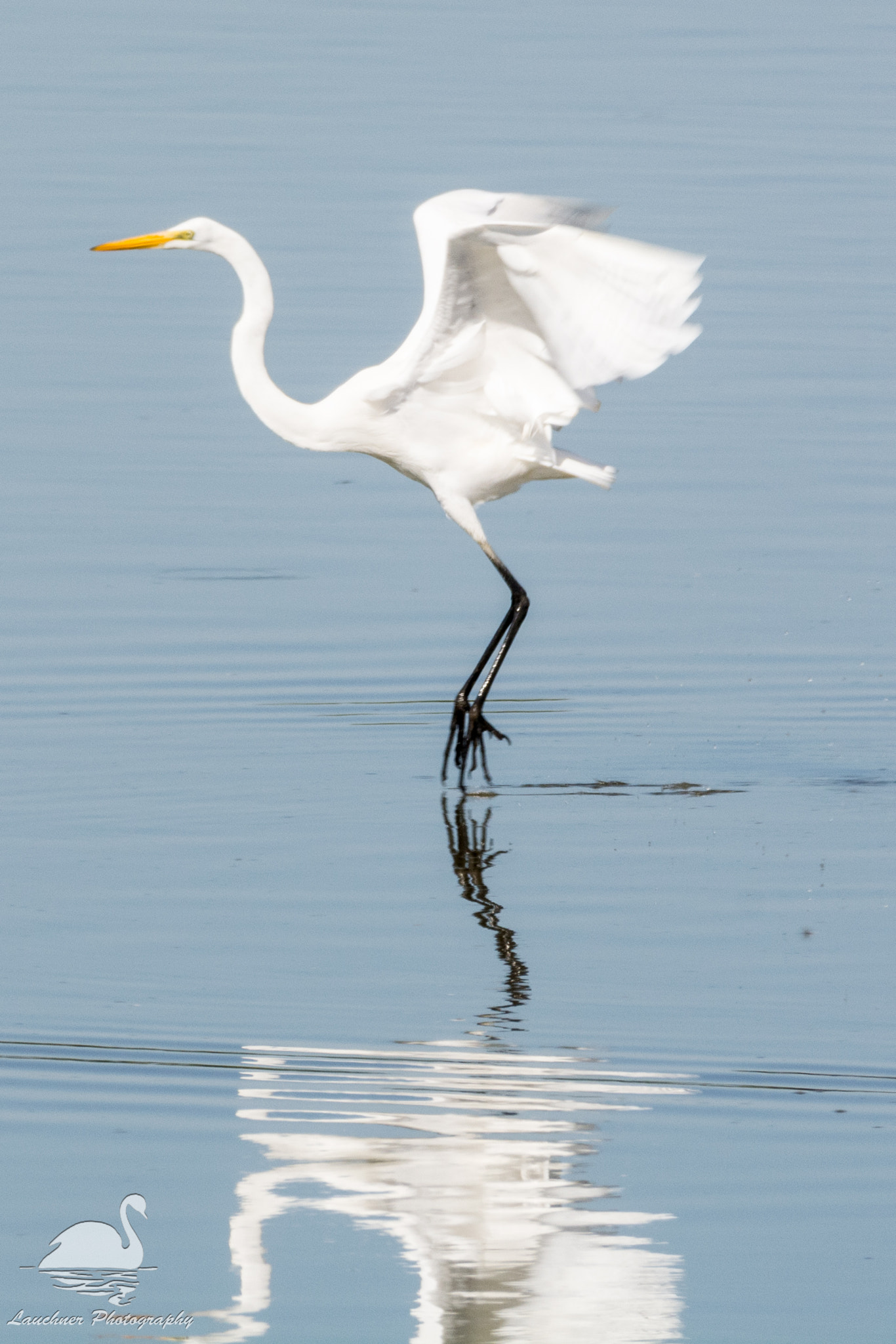Nikon D5200 + Sigma 150-600mm F5-6.3 DG OS HSM | C sample photo. Tip-toeing on the water photography