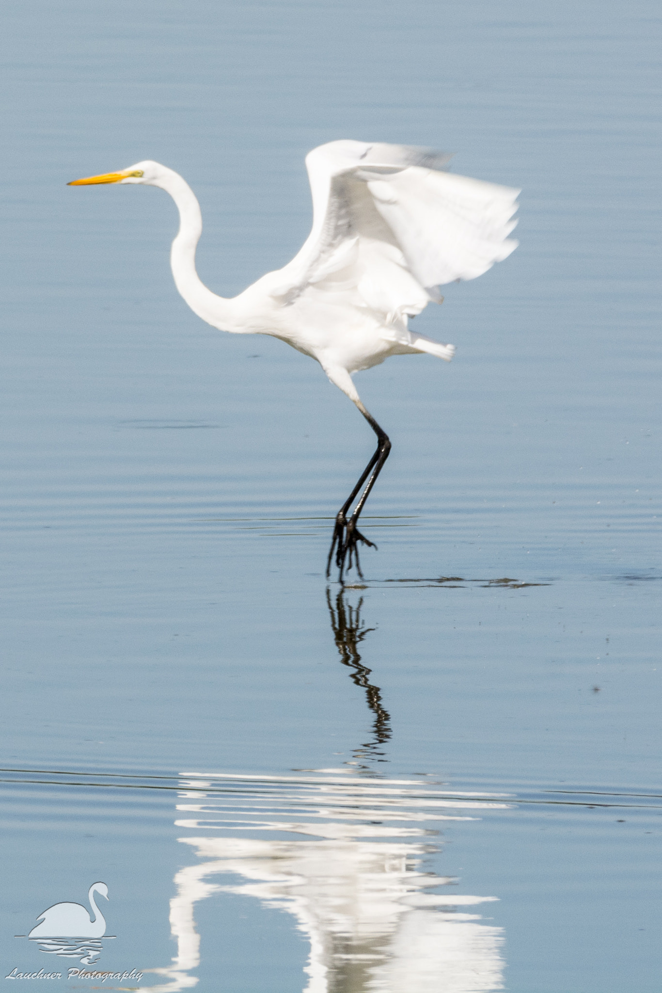 Sigma 150-600mm F5-6.3 DG OS HSM | C sample photo. Tip-toeing on the water photography