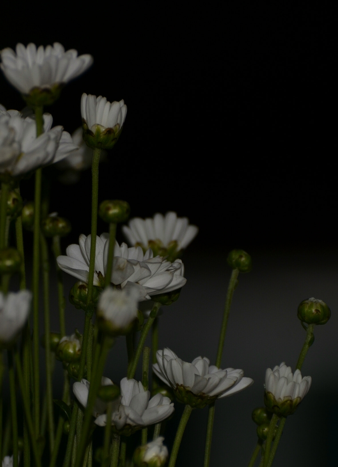 Nikon D5100 sample photo. White flowers & bud. photography