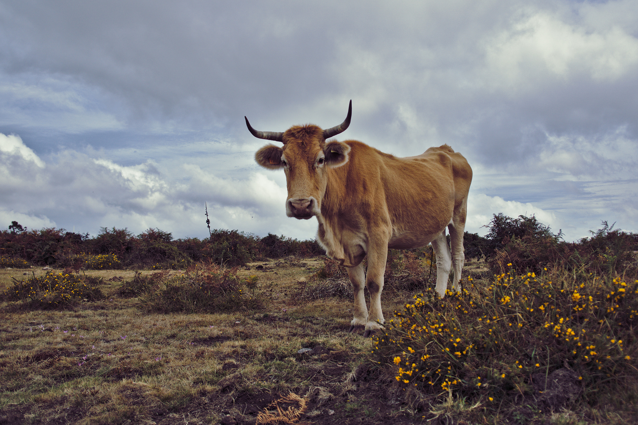 Sony Alpha NEX-6 + Sigma 19mm F2.8 EX DN sample photo. Cow photography