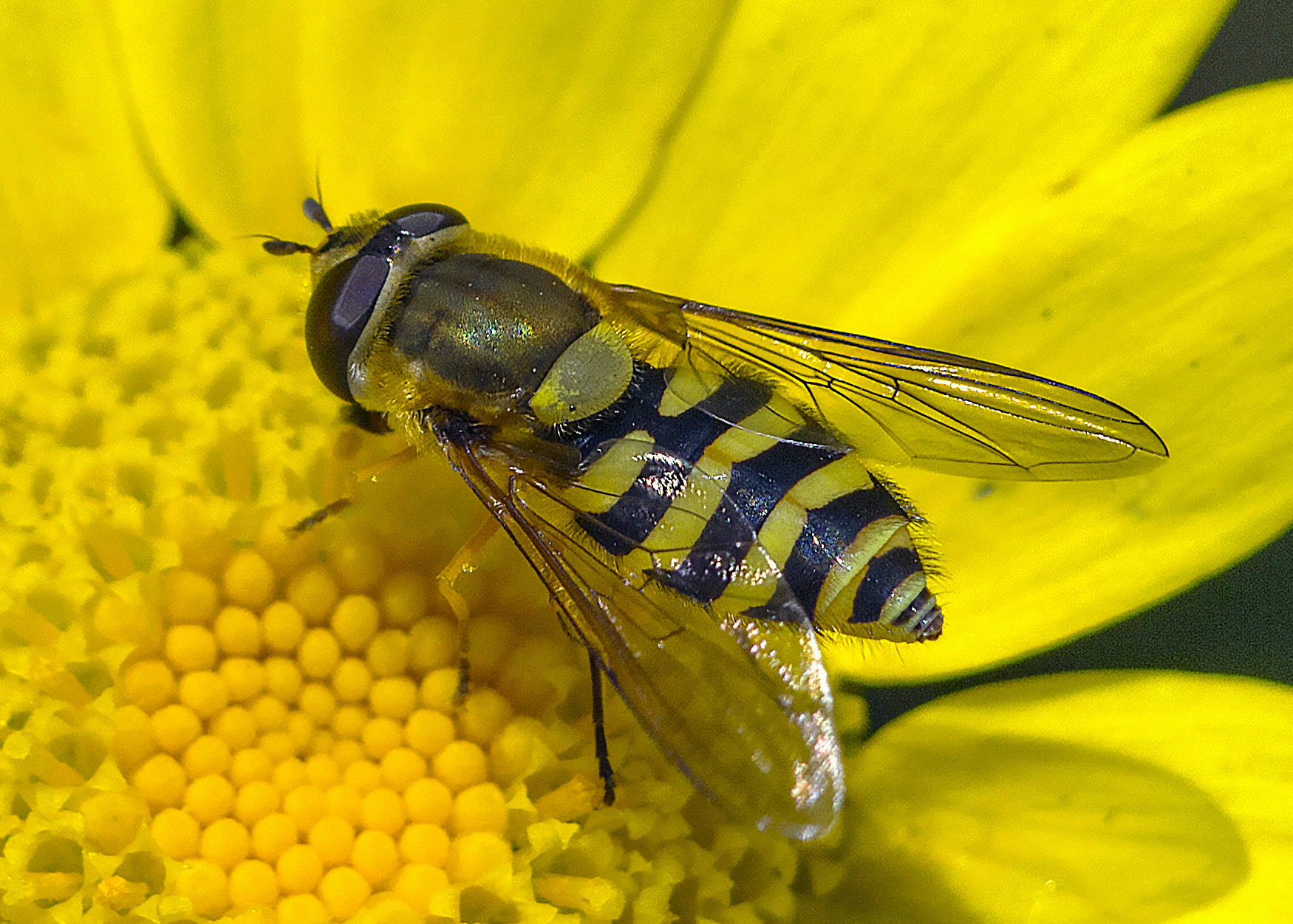 AF Zoom-Nikkor 80-200mm f/2.8 ED sample photo. Yellow delight photography