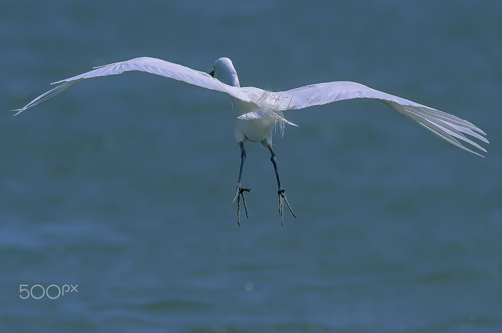 Nikon AF-S Nikkor 400mm F2.8G ED VR II sample photo. Sagi photography