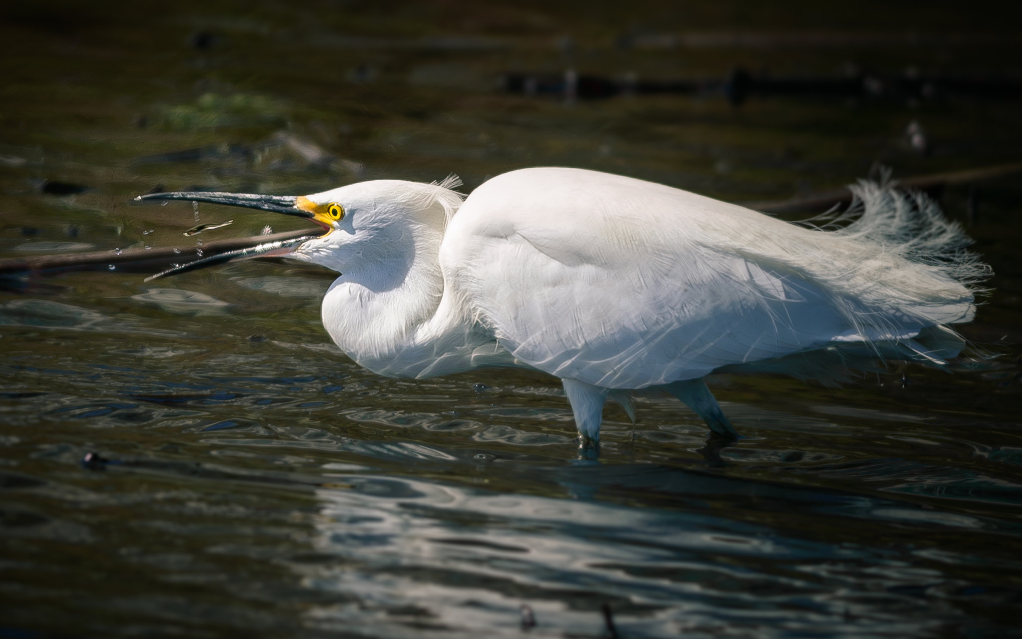 Nikon D3200 + Nikon AF-S Nikkor 300mm F4D ED-IF sample photo. Snowy egret: Ñam! photography