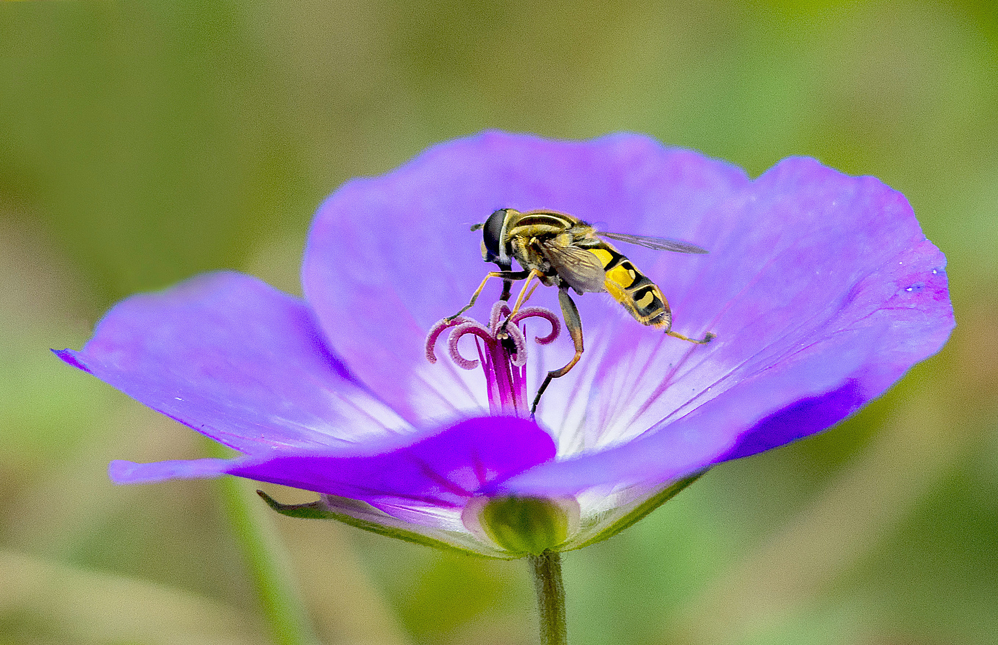 AF Zoom-Nikkor 80-200mm f/2.8 ED sample photo. Splits photography