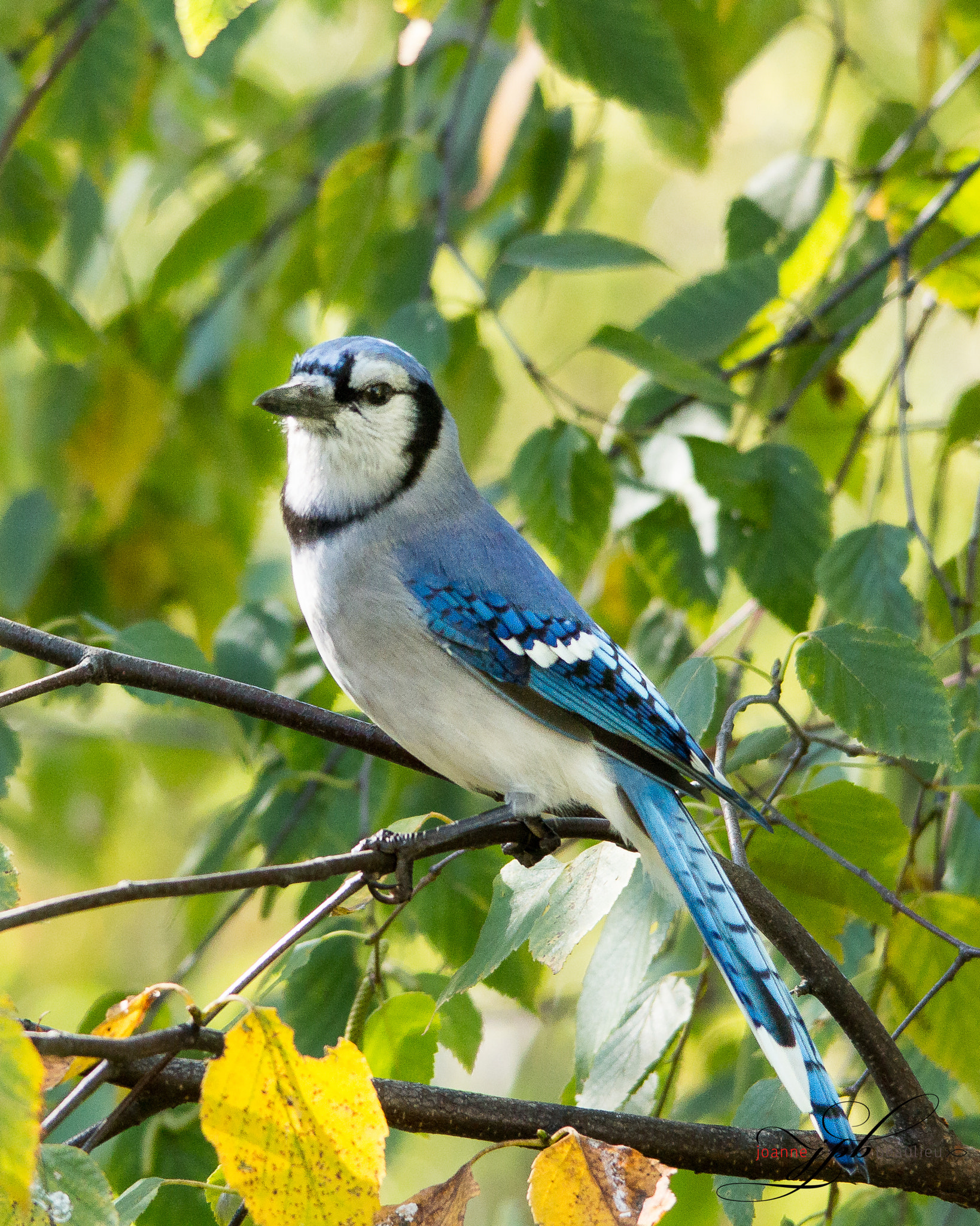 Sigma 150-500mm F5-6.3 DG OS HSM sample photo. Bluejay photography