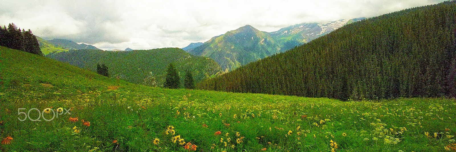 Kodak DCS Pro 14N sample photo. Mountain valley flowers photography