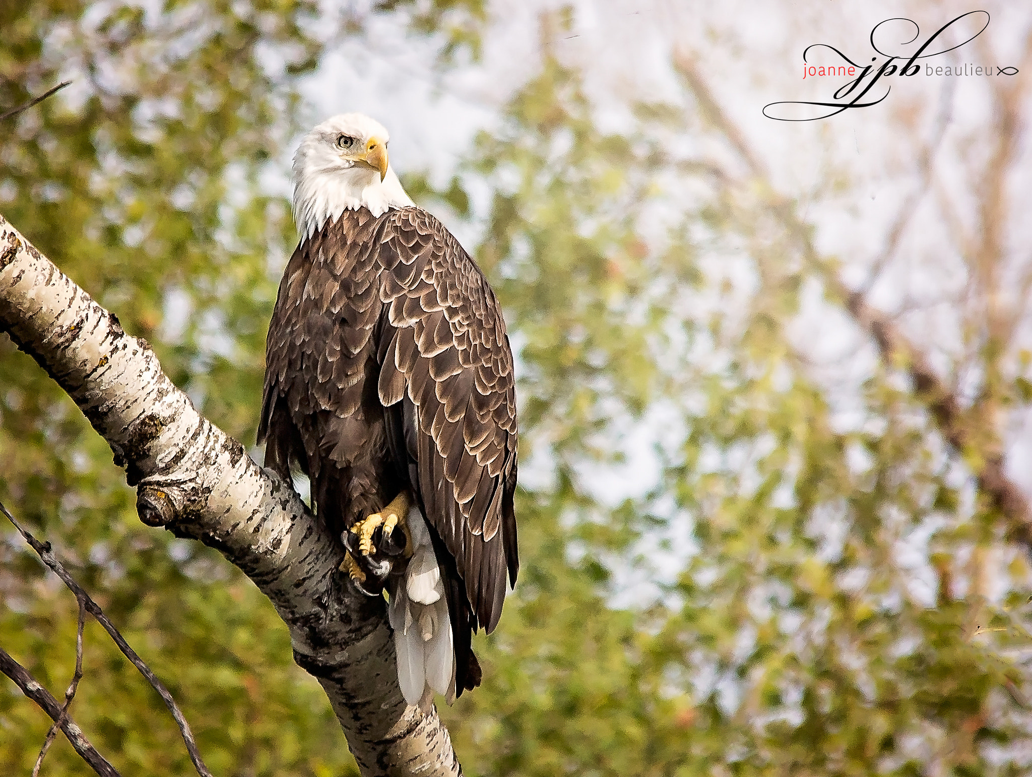 Sigma 150-500mm F5-6.3 DG OS HSM sample photo. Bald eagle photography