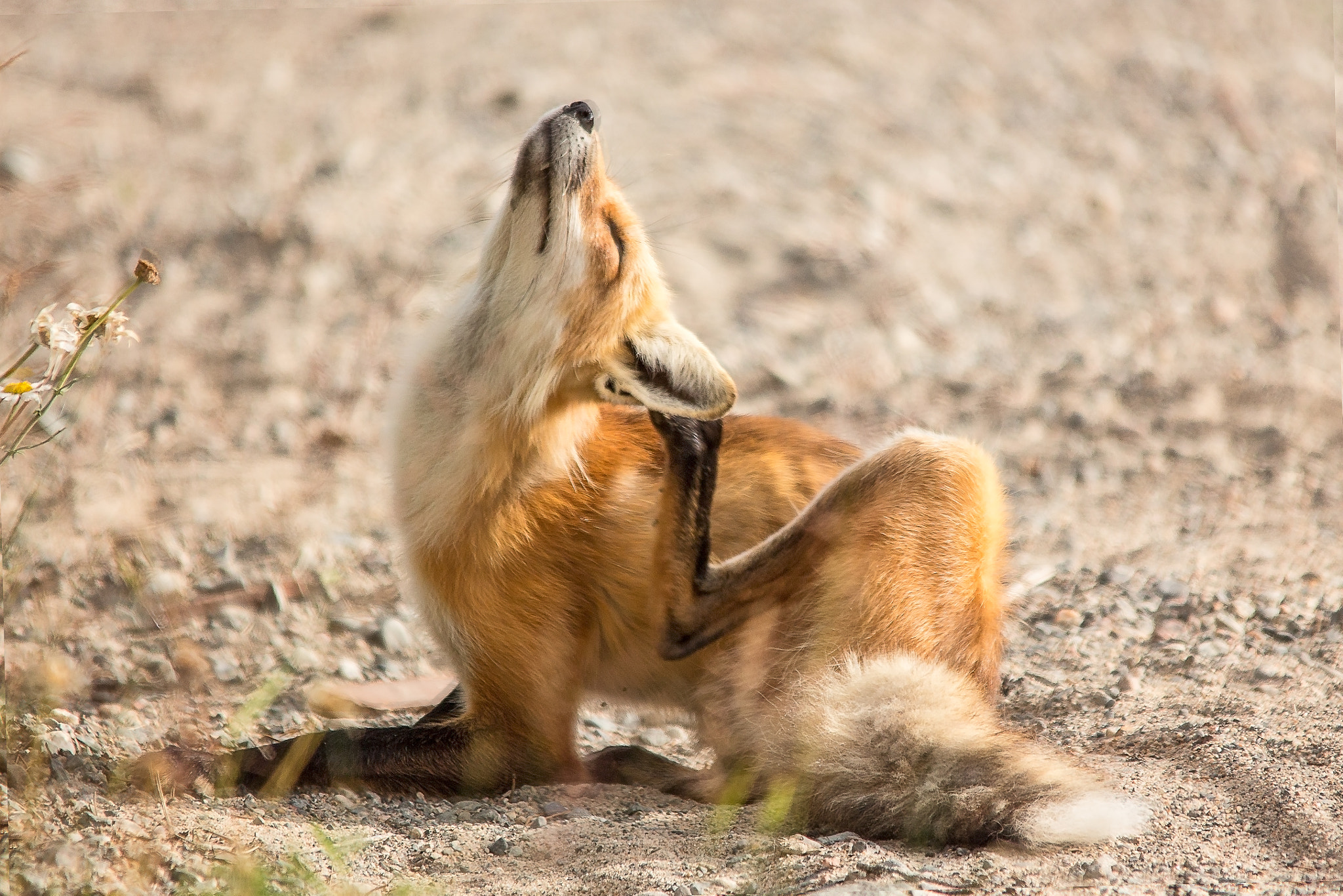 Sigma 150-500mm F5-6.3 DG OS HSM sample photo. Fox photography