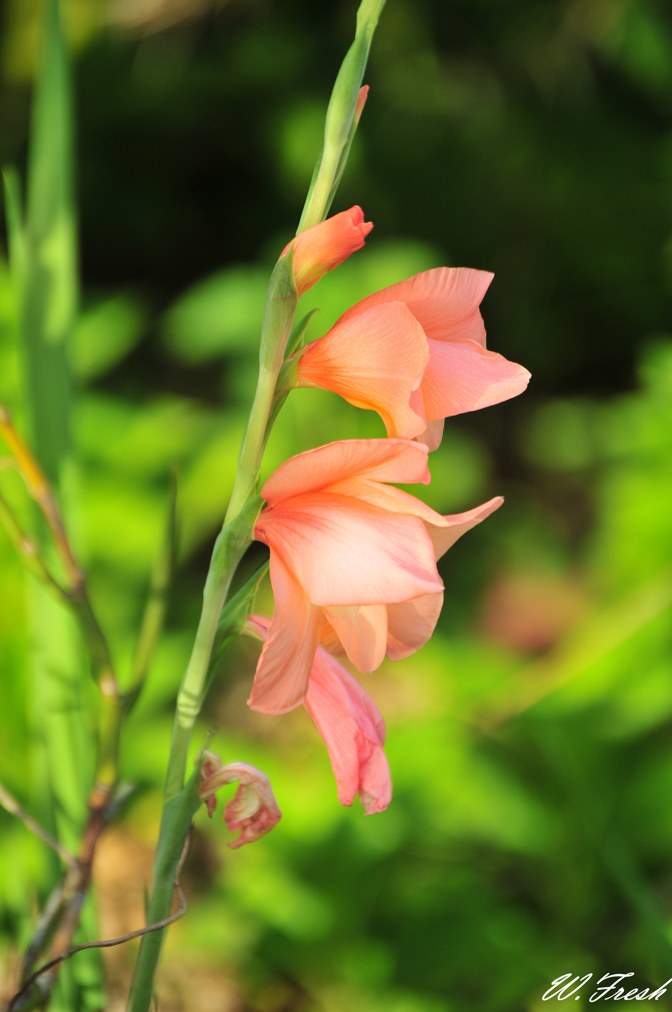 Nikon D300 sample photo. New photography