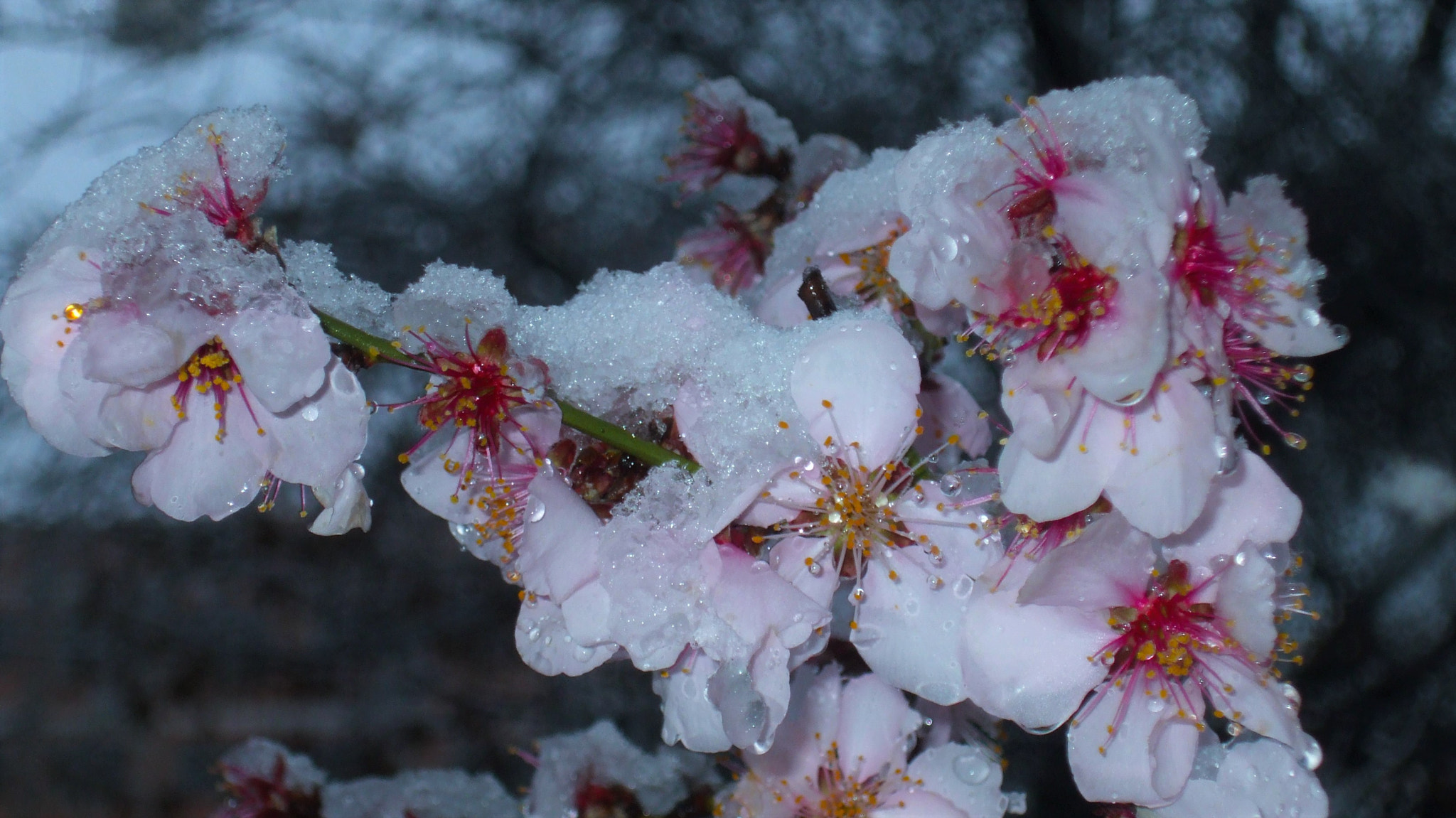 Fujifilm FinePix A820 sample photo. The weight of nature photography