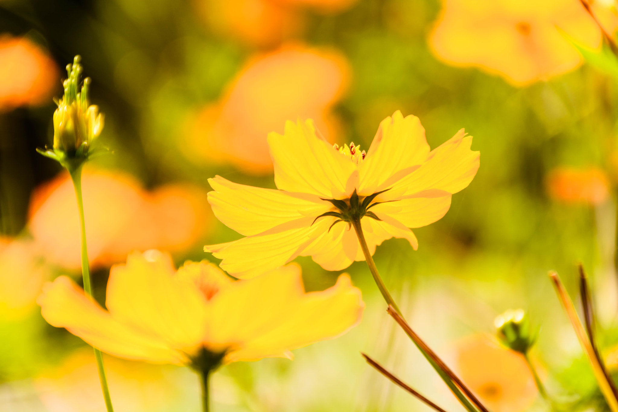 Nikon D5200 sample photo. 秋桜 photography