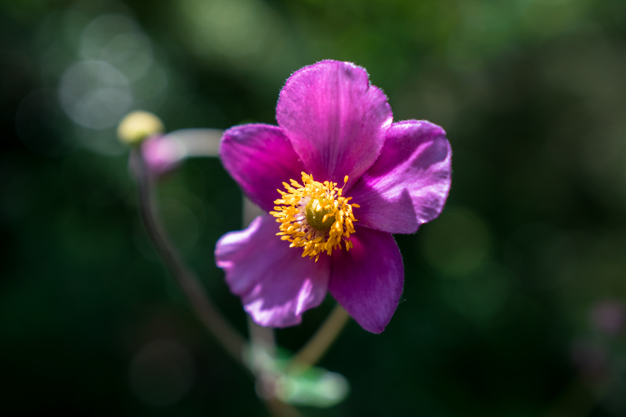 Sony a6300 + 18-35mm F1.8 DC HSM | Art 013 sample photo. Pink anemone photography
