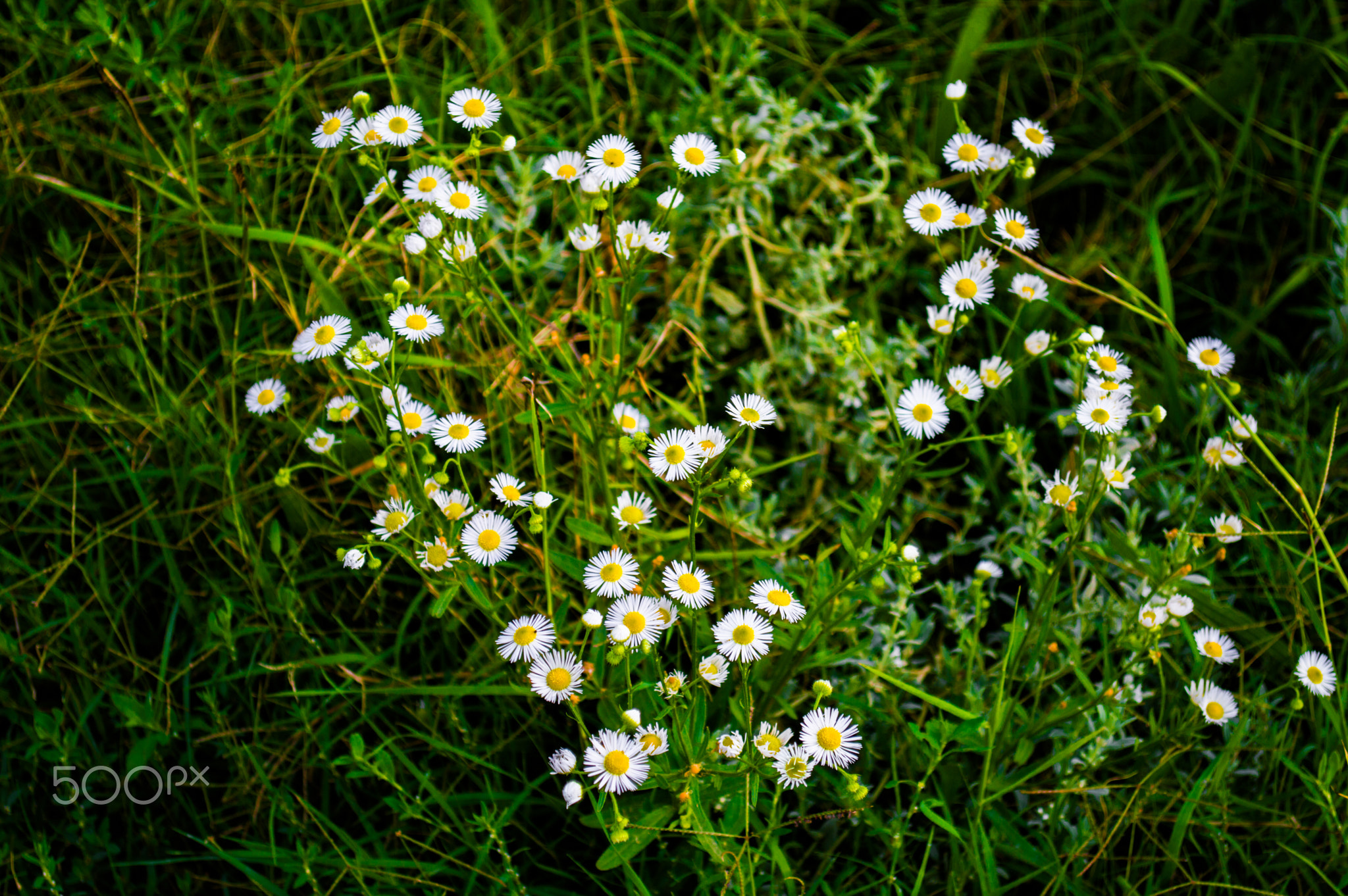 Chamomile