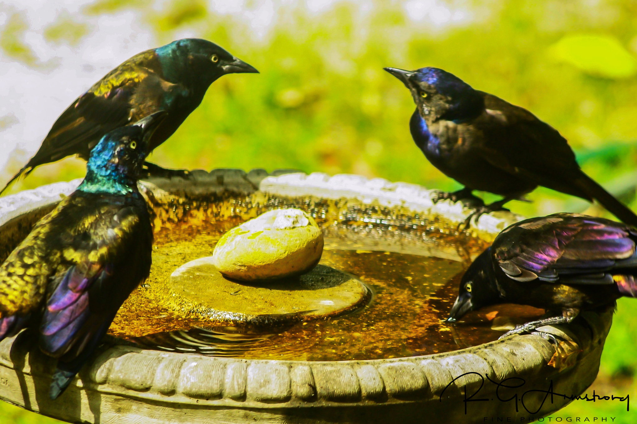 smc PENTAX-DA L 55-300mm F4-5.8 ED sample photo. Grackle intensities photography