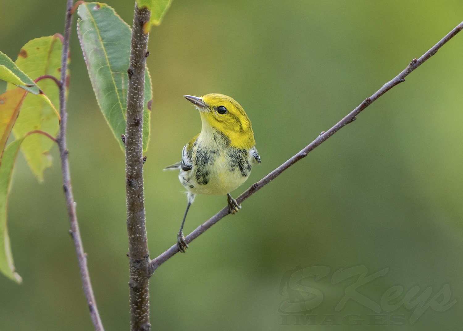Sigma 500mm F4.5 EX DG HSM sample photo. Young migrant (black-throated green warbler) photography