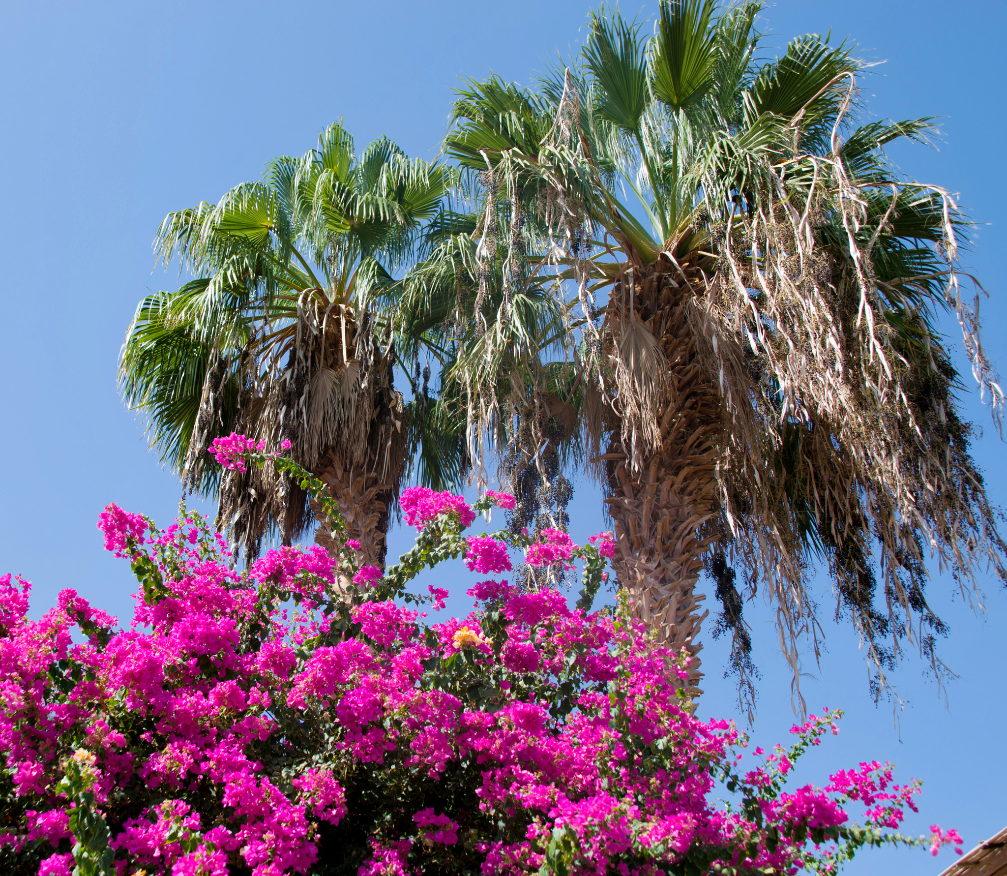 Sigma 28-300mm F3.5-6.3 DG Macro sample photo. Palms and roses photography
