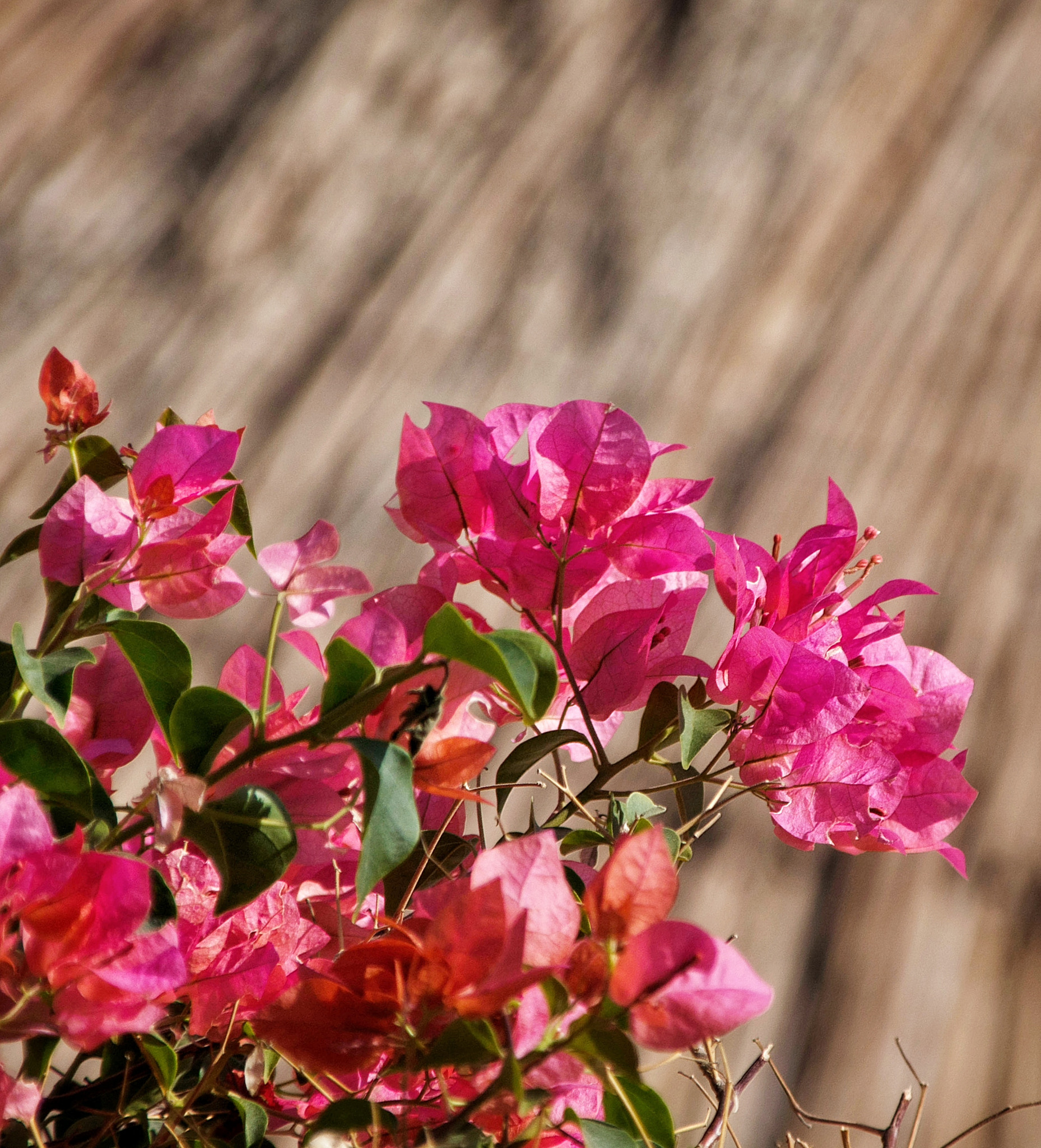 Sigma 28-300mm F3.5-6.3 DG Macro sample photo. Shiny roses photography