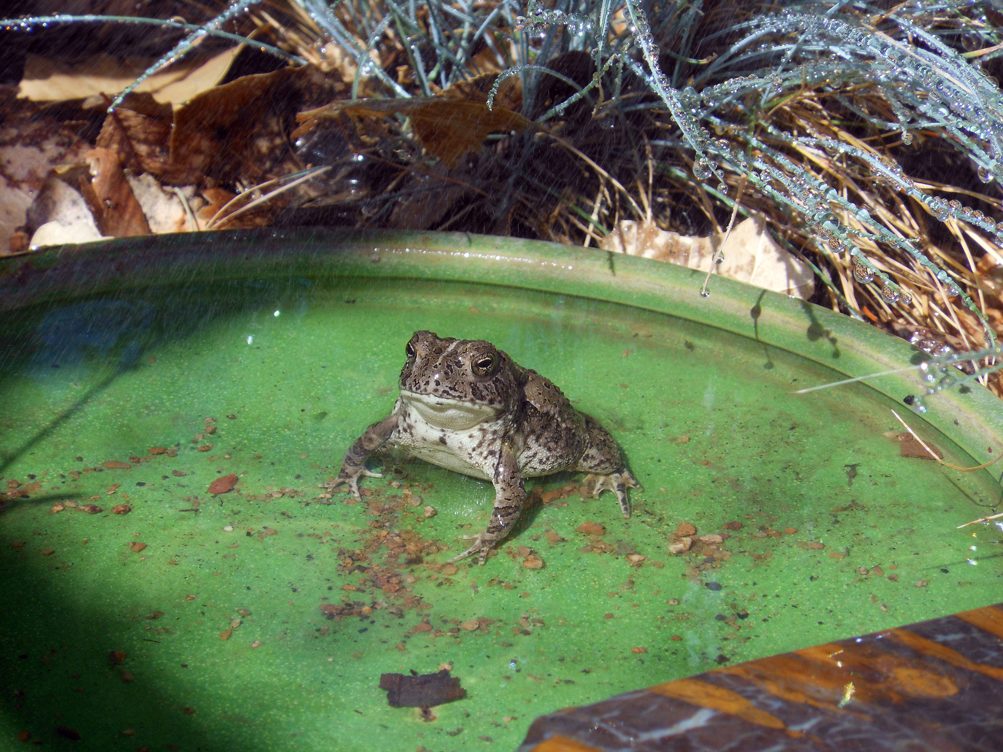 Nikon Coolpix S6100 sample photo. Toad watering hole photography