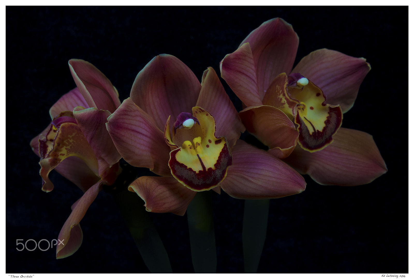 Nikon D800 sample photo. Three orchids photography