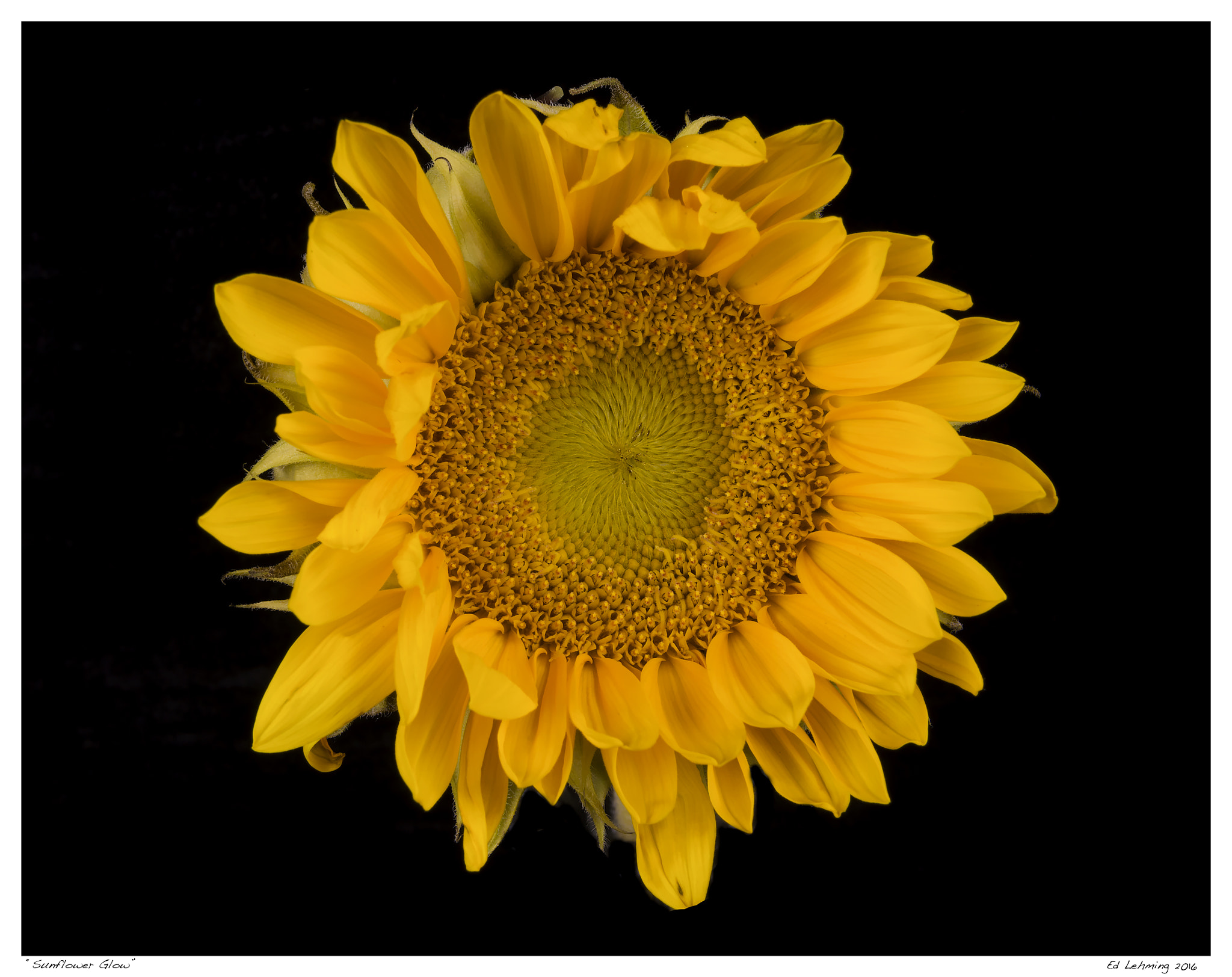 Nikon D800 sample photo. Sunflower glow photography