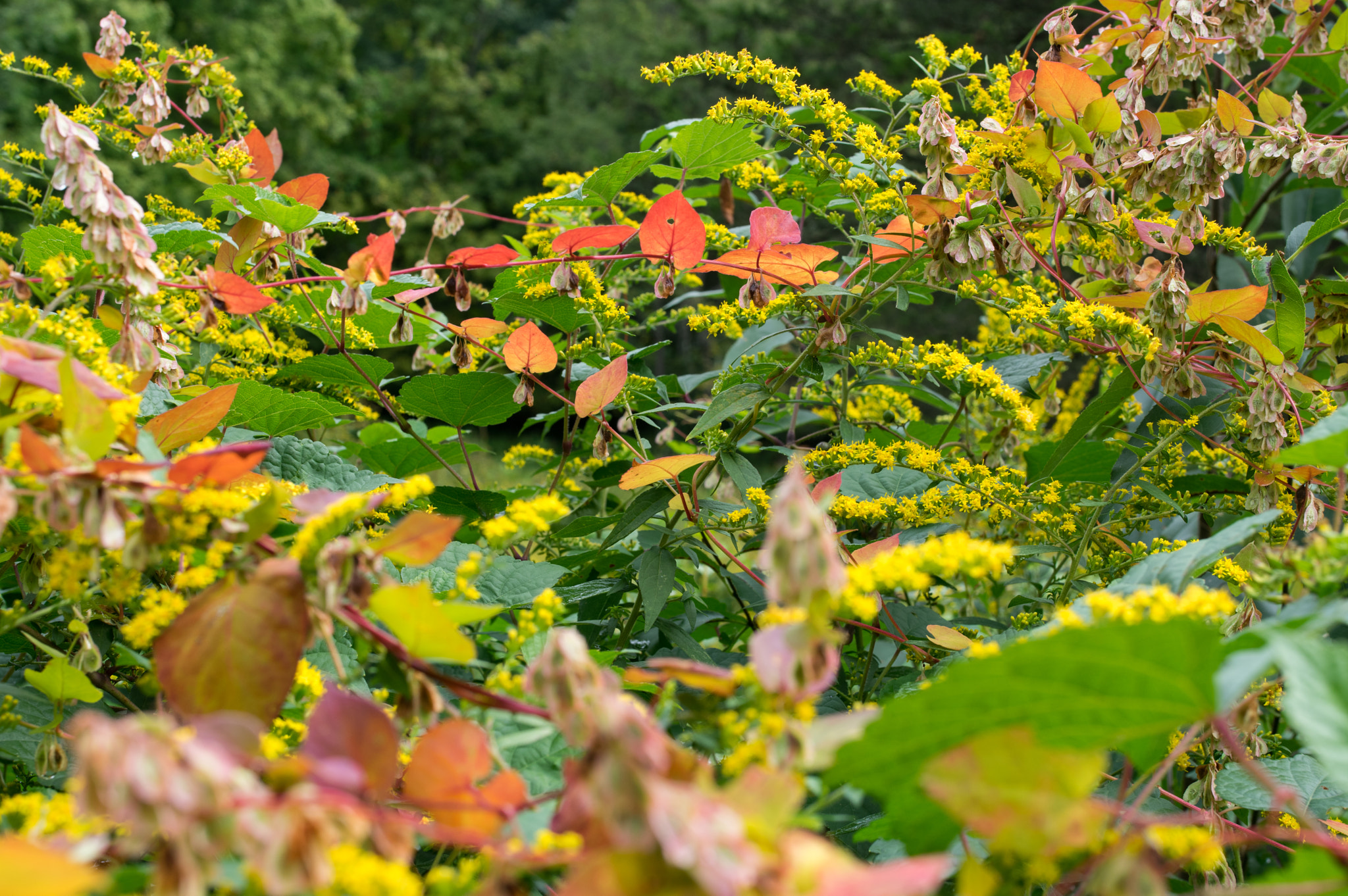 Pentax K-3 sample photo. Colors of an overgrown field photography