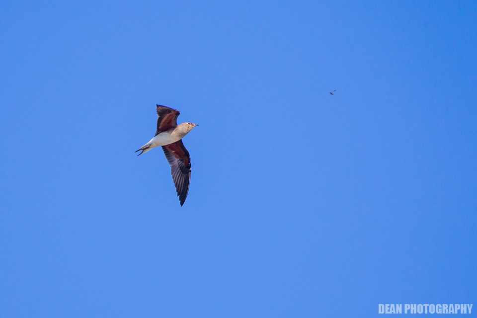 Canon EOS-1D Mark IV sample photo. Hunting photography