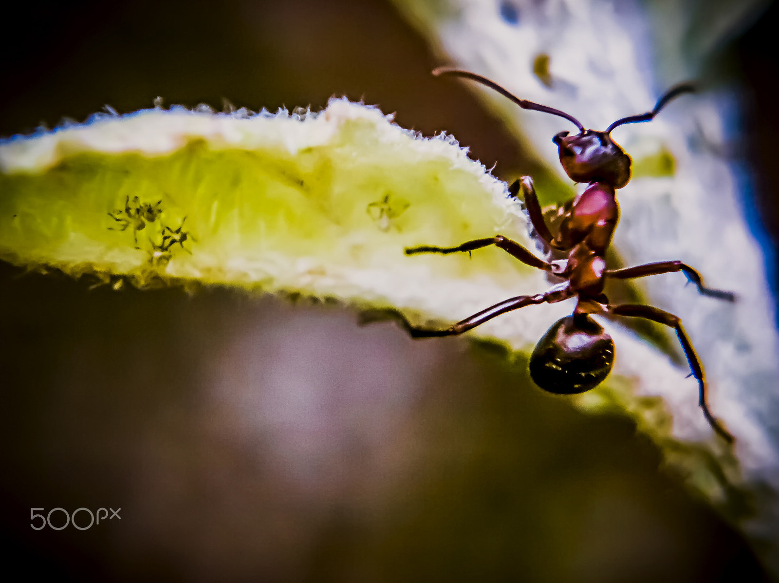 Olympus Zuiko Digital ED 70-300mm F4.0-5.6 sample photo. Mountain ant 2. photography