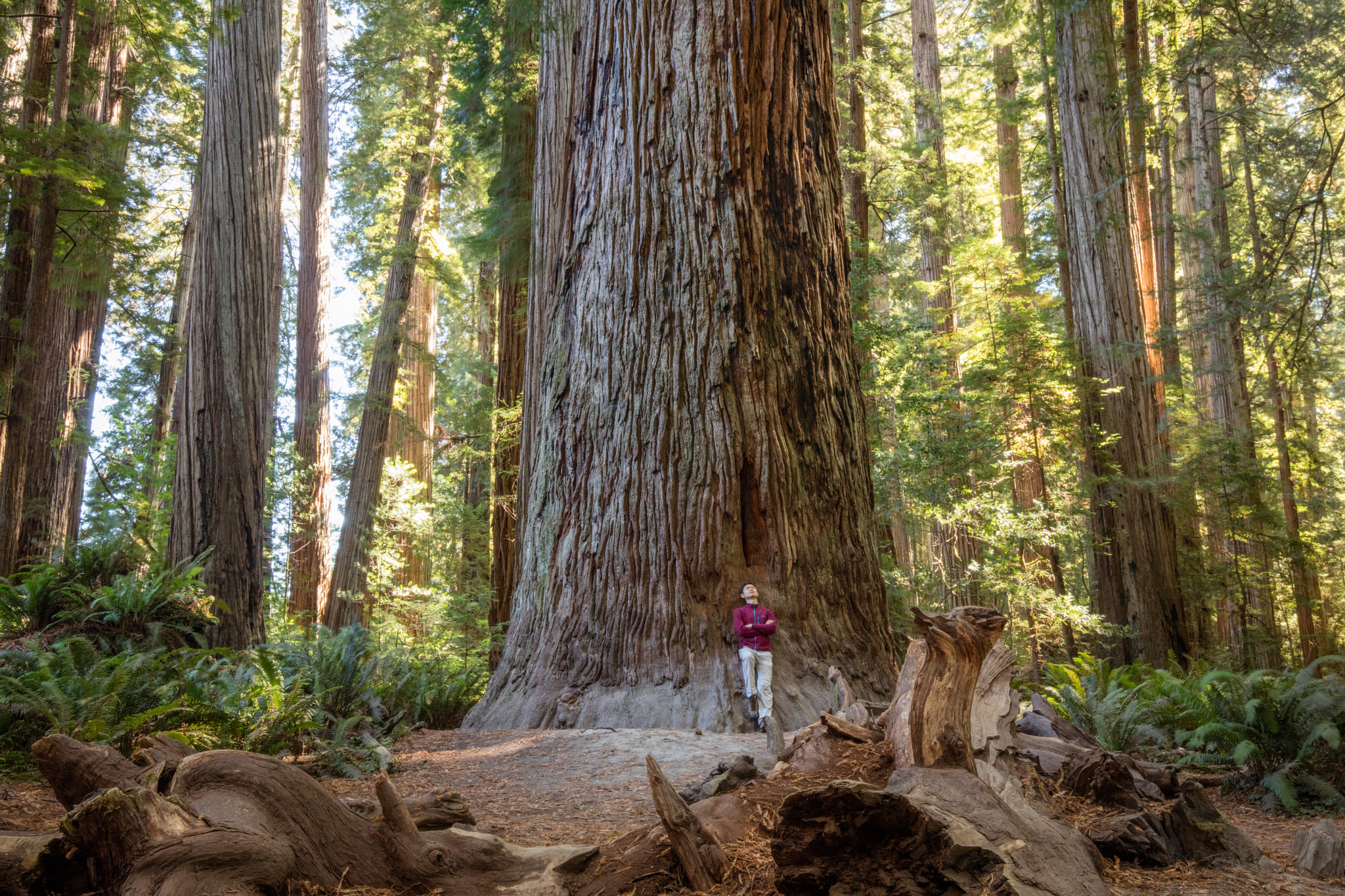 Canon EOS 5DS R + Canon EF 16-35mm F4L IS USM sample photo. Giant photography