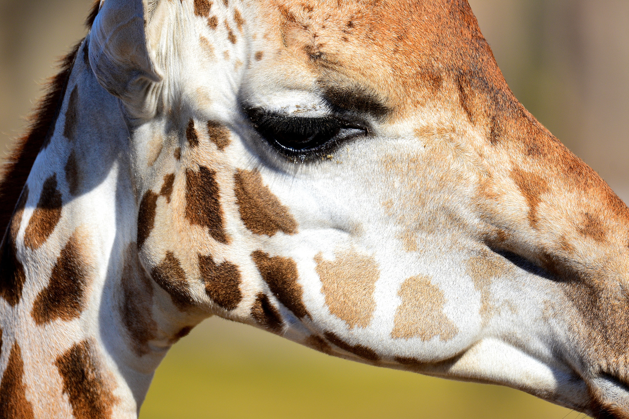 Sigma 150-600mm F5-6.3 DG OS HSM | S sample photo. Giraffe portrait photography