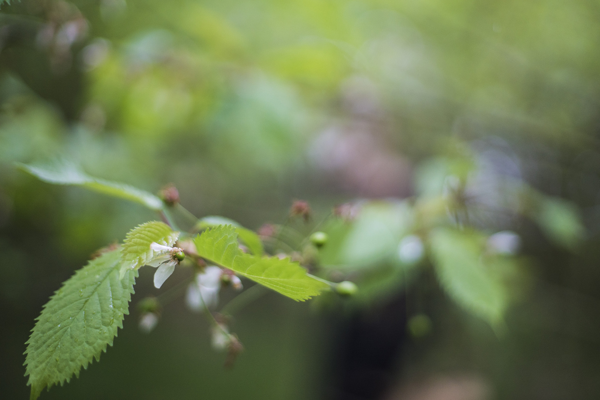 Sony a7S II + Sony 70-400mm F4-5.6 G SSM sample photo. Dsc photography