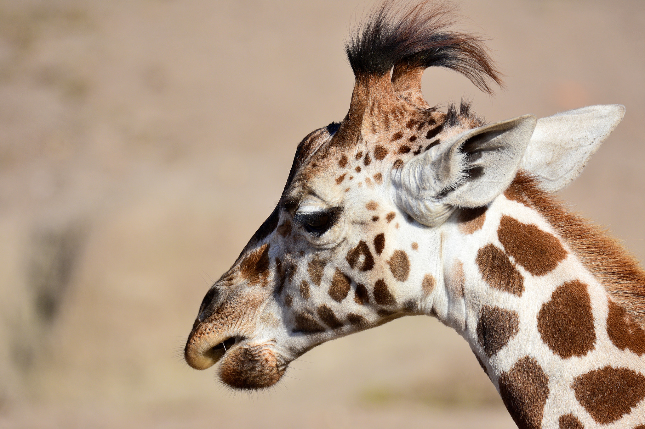 Sigma 150-600mm F5-6.3 DG OS HSM | S sample photo. Giraffe portrait photography