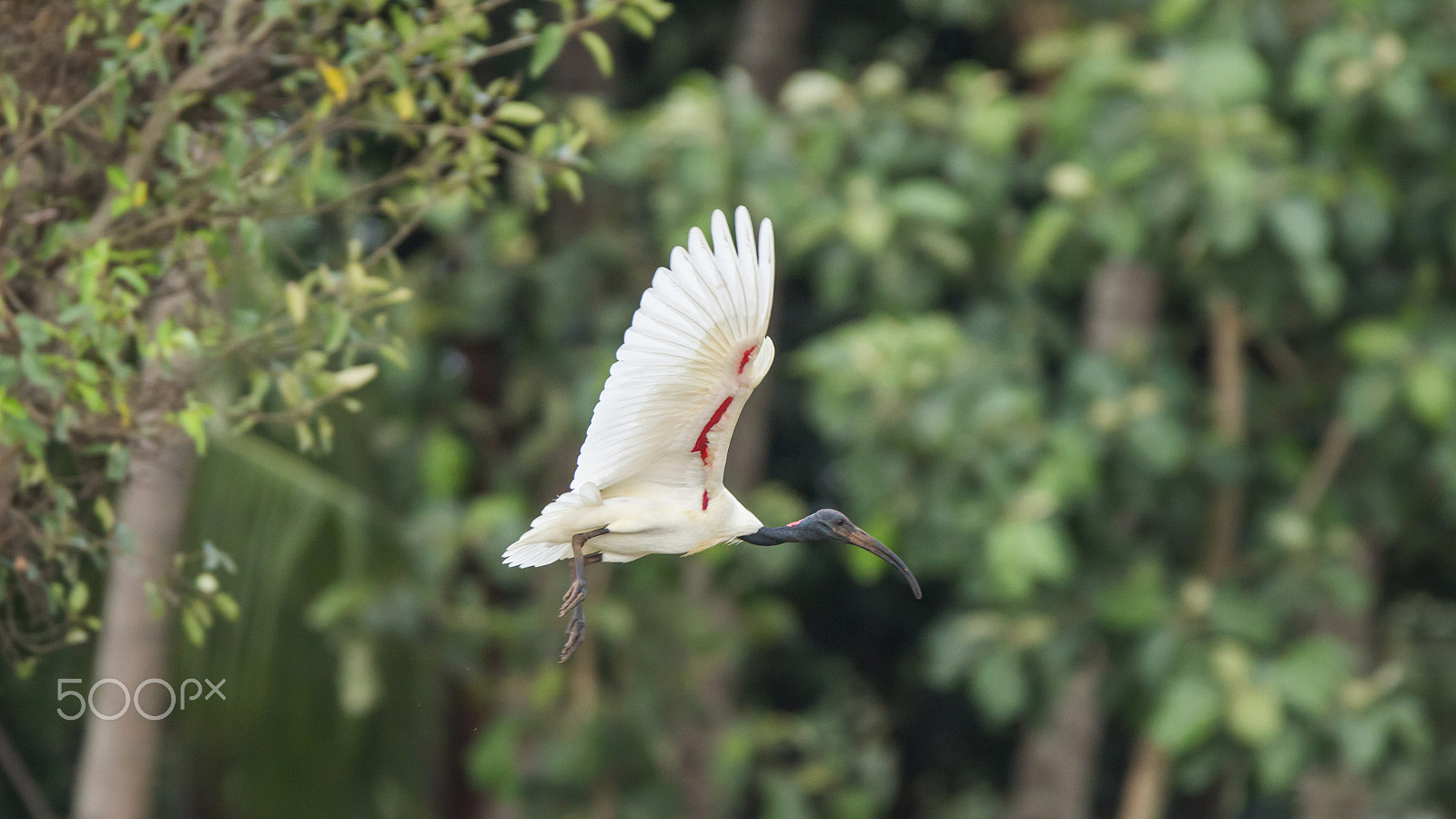 150-600mm F5-6.3 DG OS HSM | Contemporary 015 sample photo. Img photography